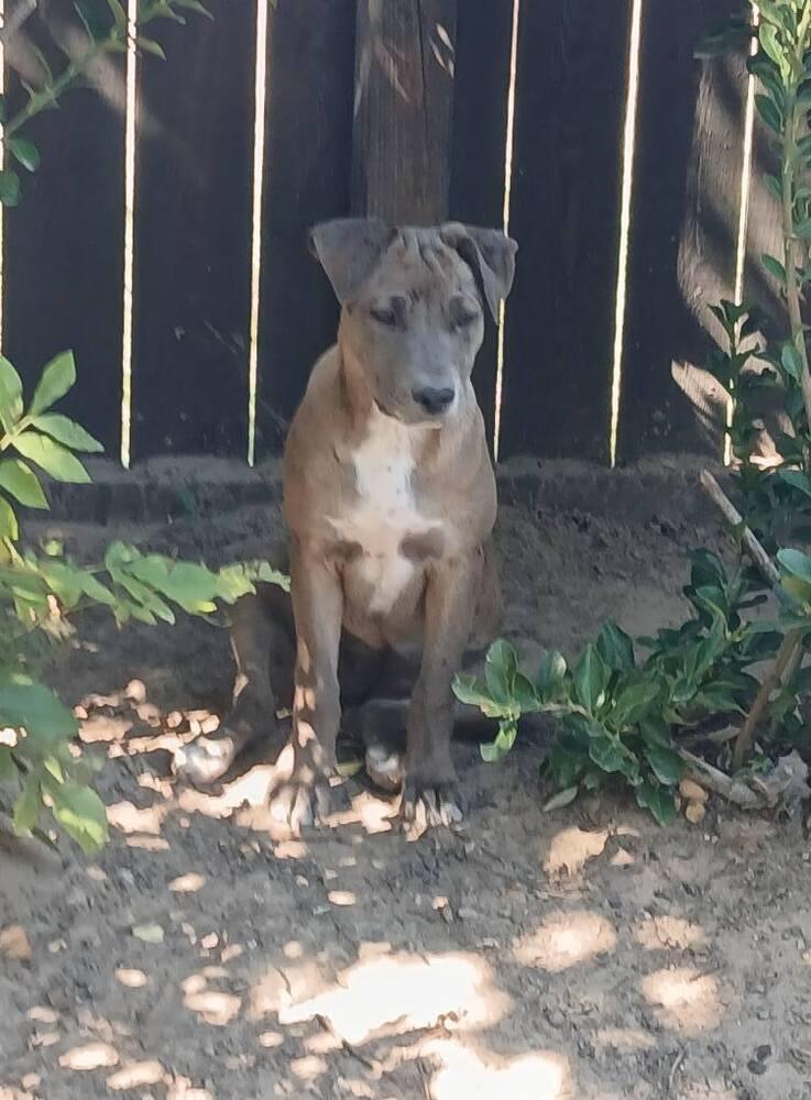 Georgia, a Adoptable mixed breed in Gig Harbor, WA image 4/4