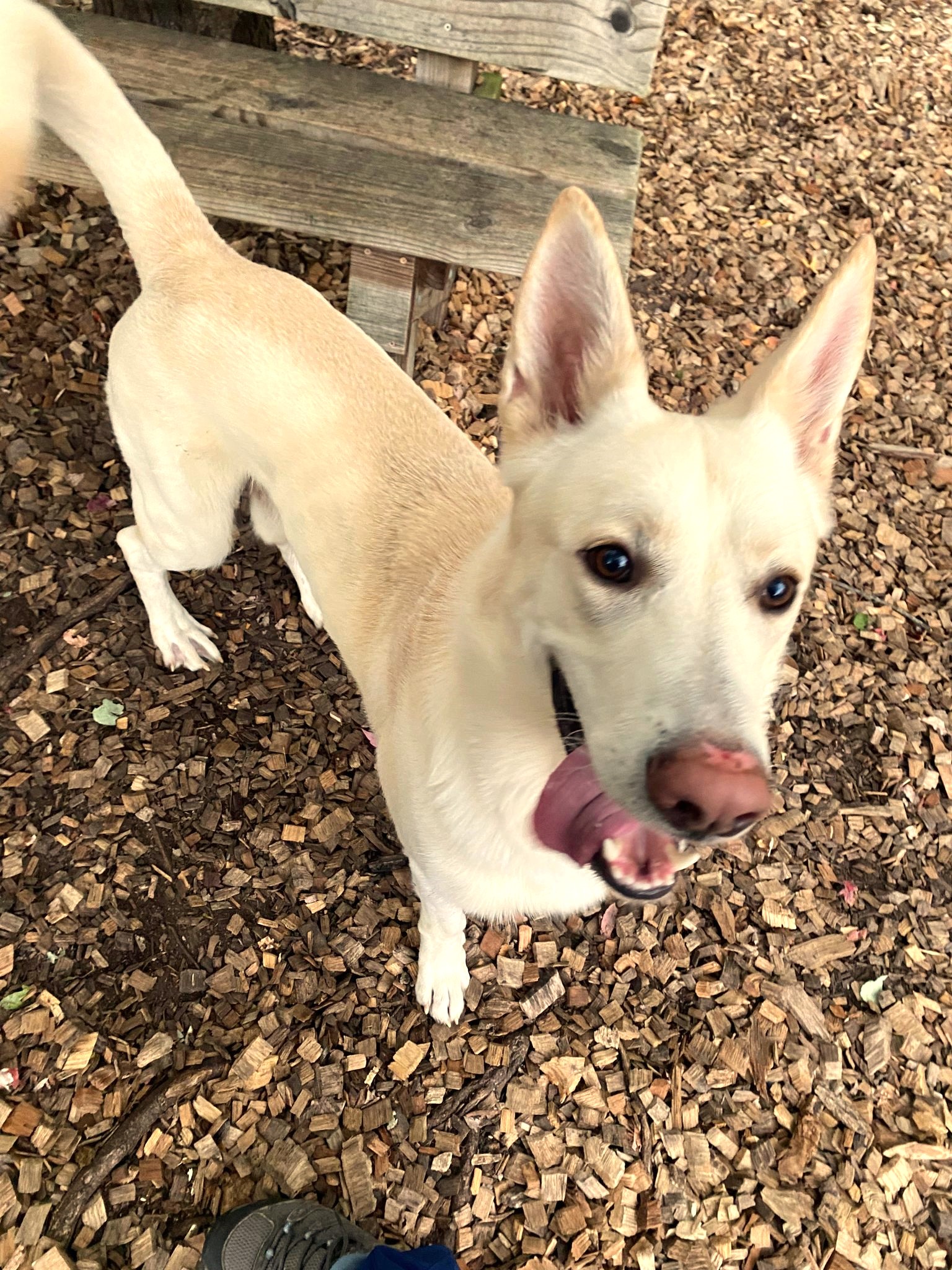 Dog for adoption King45280, a German Shepherd Dog in Columbia, MD