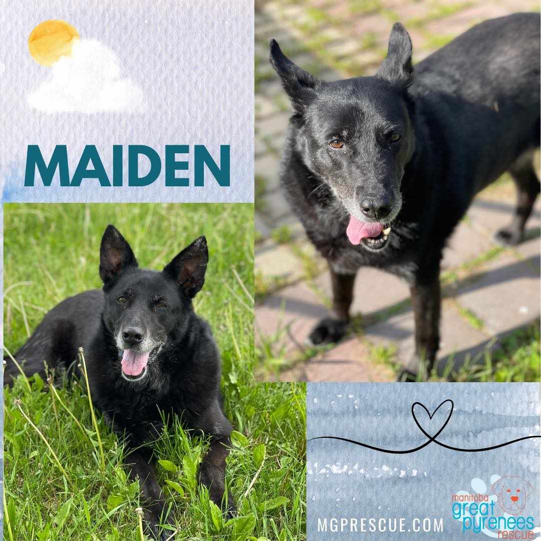 Maiden, an adopted Labrador Retriever in New Bothwell, MB_image-1