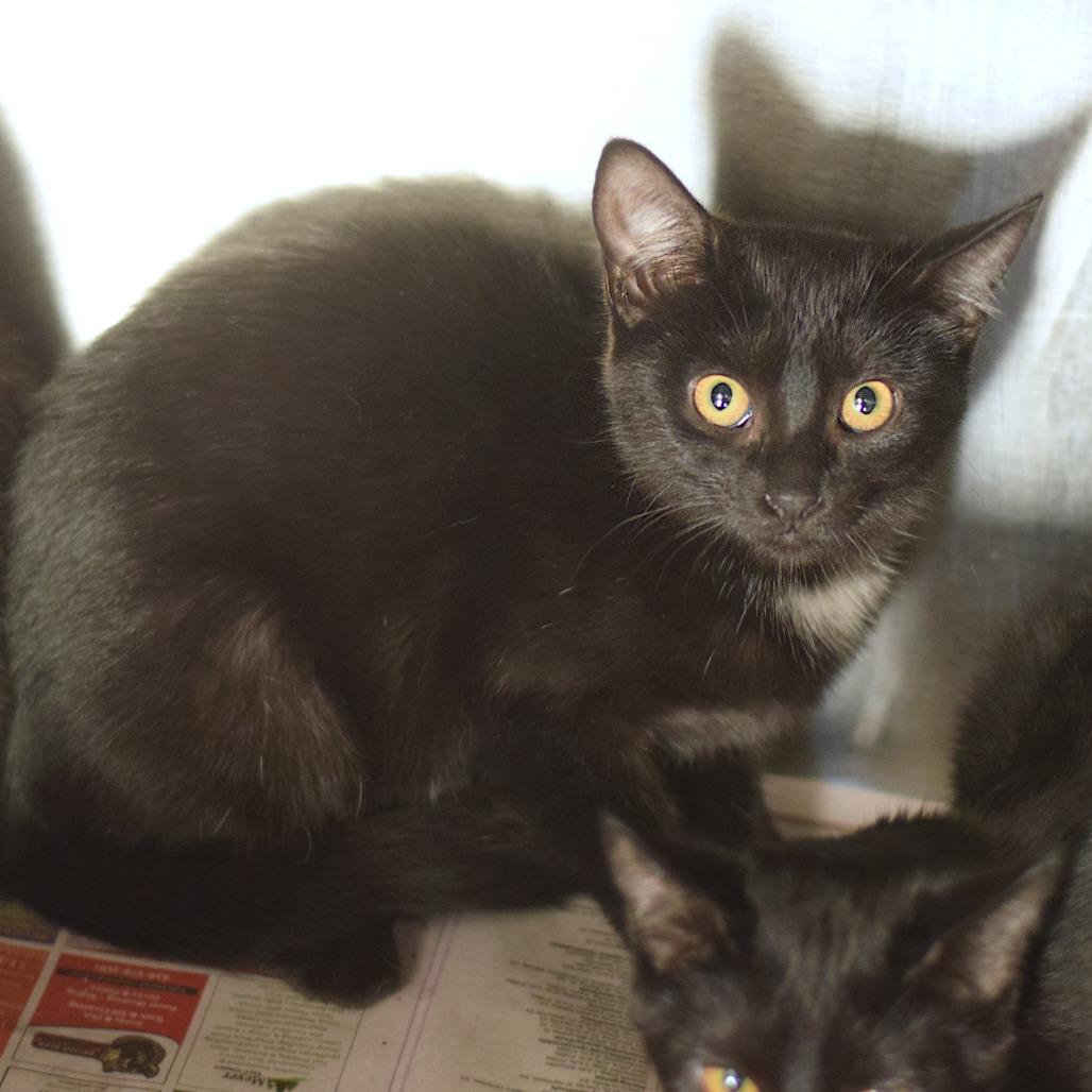 Doc, Adoptable, Kitten Female Domestic Short Hair.