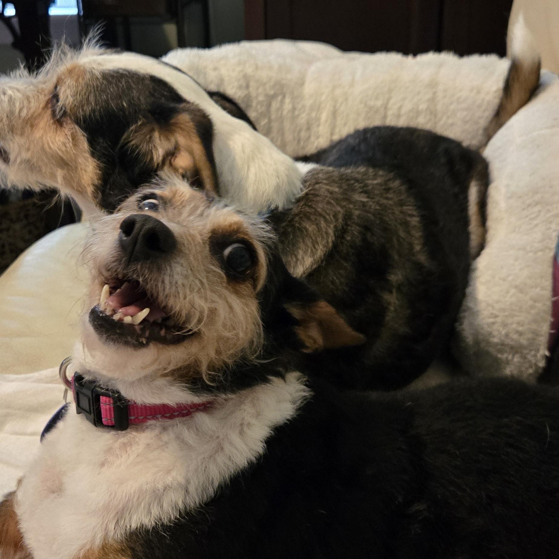 Sheba (bonded pair), a ADOPTABLE mixed breed in Orange Park, FL image 4/6