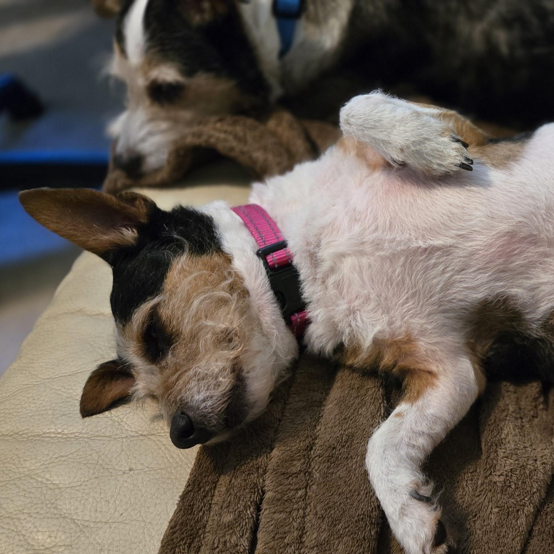 Sheba (bonded pair), a ADOPTABLE mixed breed in Orange Park, FL image 6/6