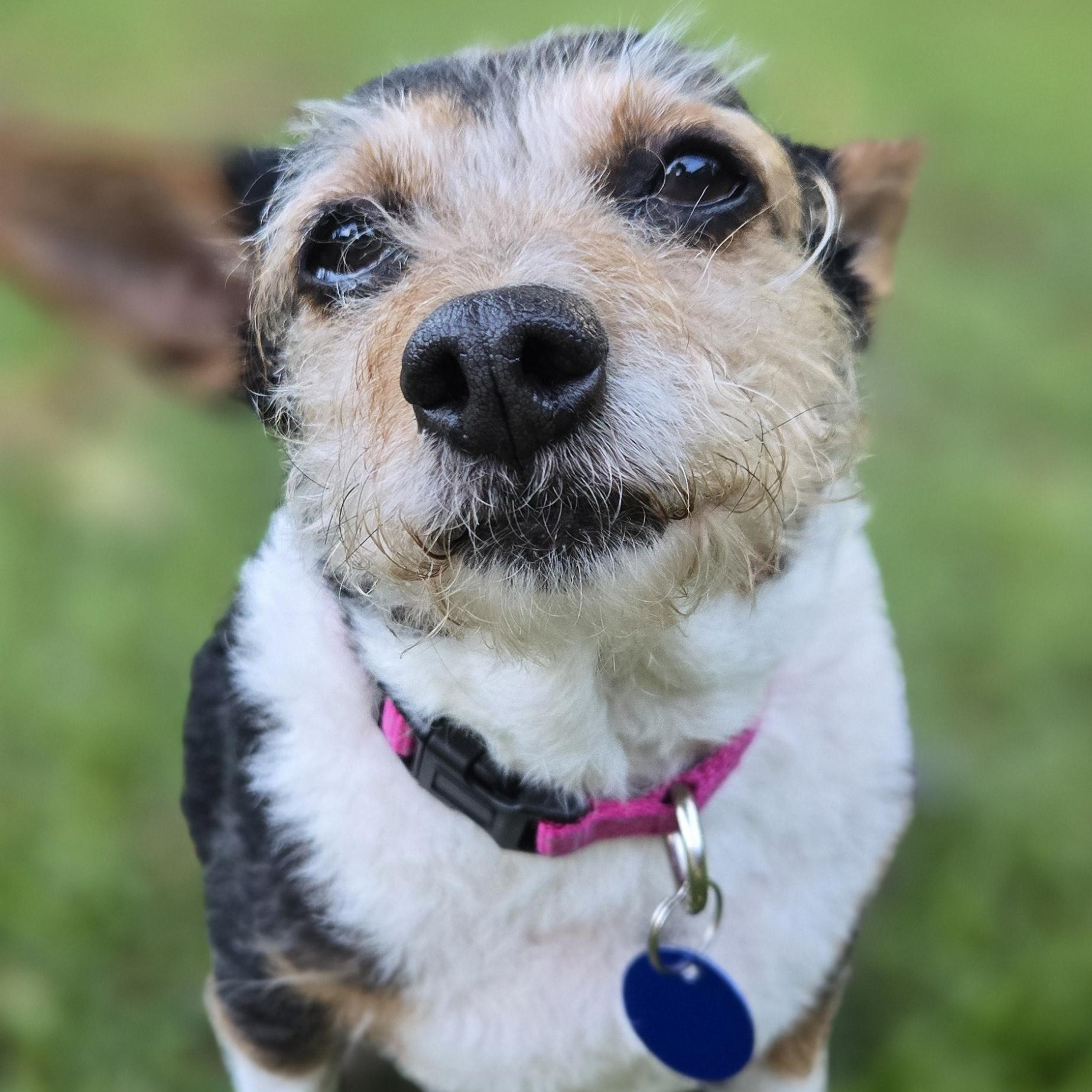Sheba (bonded pair), a ADOPTABLE mixed breed in Orange Park, FL image 3/6