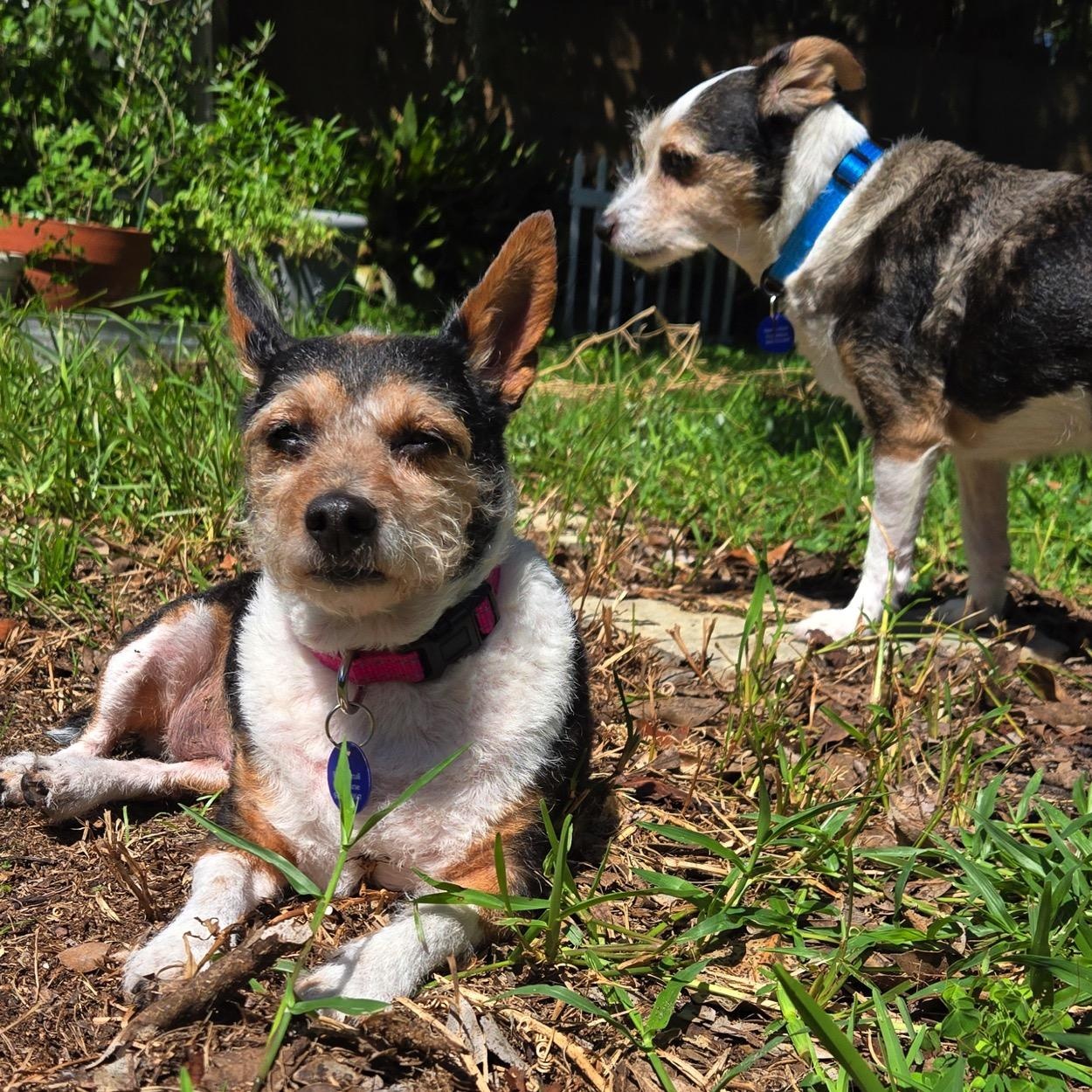 Sheba (bonded pair), a ADOPTABLE mixed breed in Orange Park, FL image 5/6