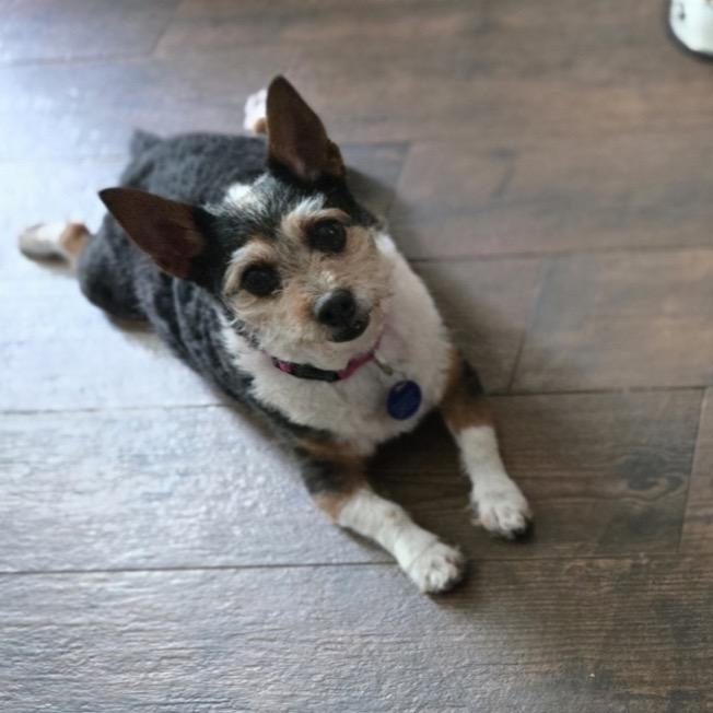 Sheba (bonded pair), ADOPTABLE, Senior Female Chihuahua & Terrier.