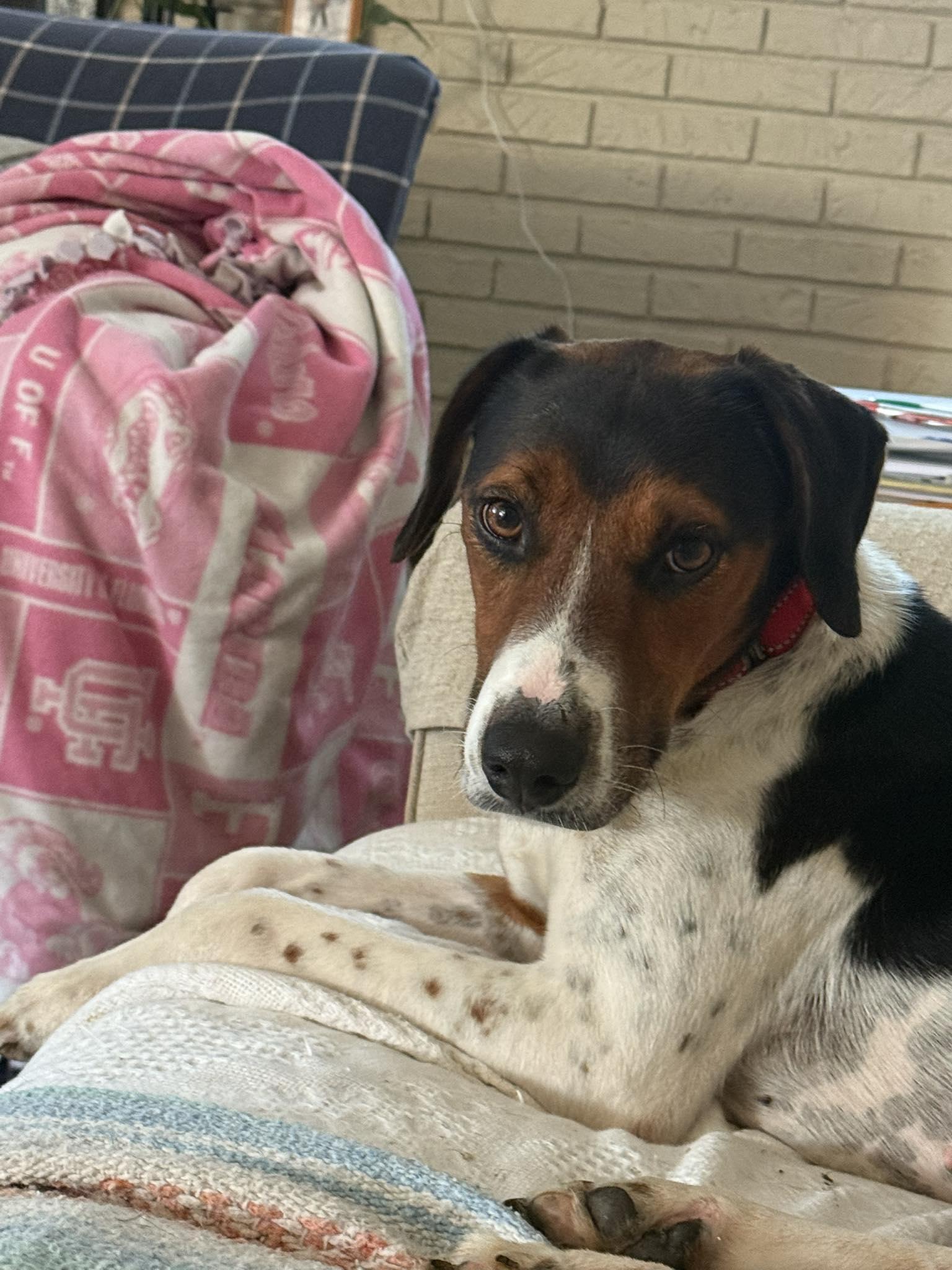 Gus, Adoptable, Adult Male Hound.