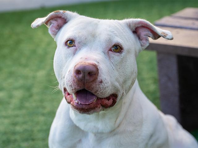 ELMER, Adoptable, Adult Male Pit Bull Terrier.