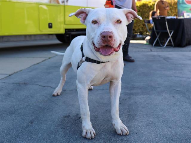 ELMER, Adoptable, Adult Male Pit Bull Terrier.