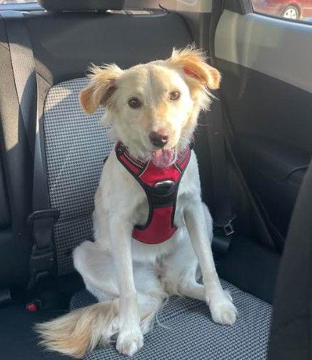 Lupe, Adopted, Young Female Australian Shepherd & Cattle Dog.