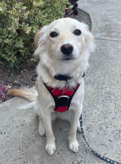 Enlarge Lupe, a Adopted mixed breed in San Diego, CA image 3/3