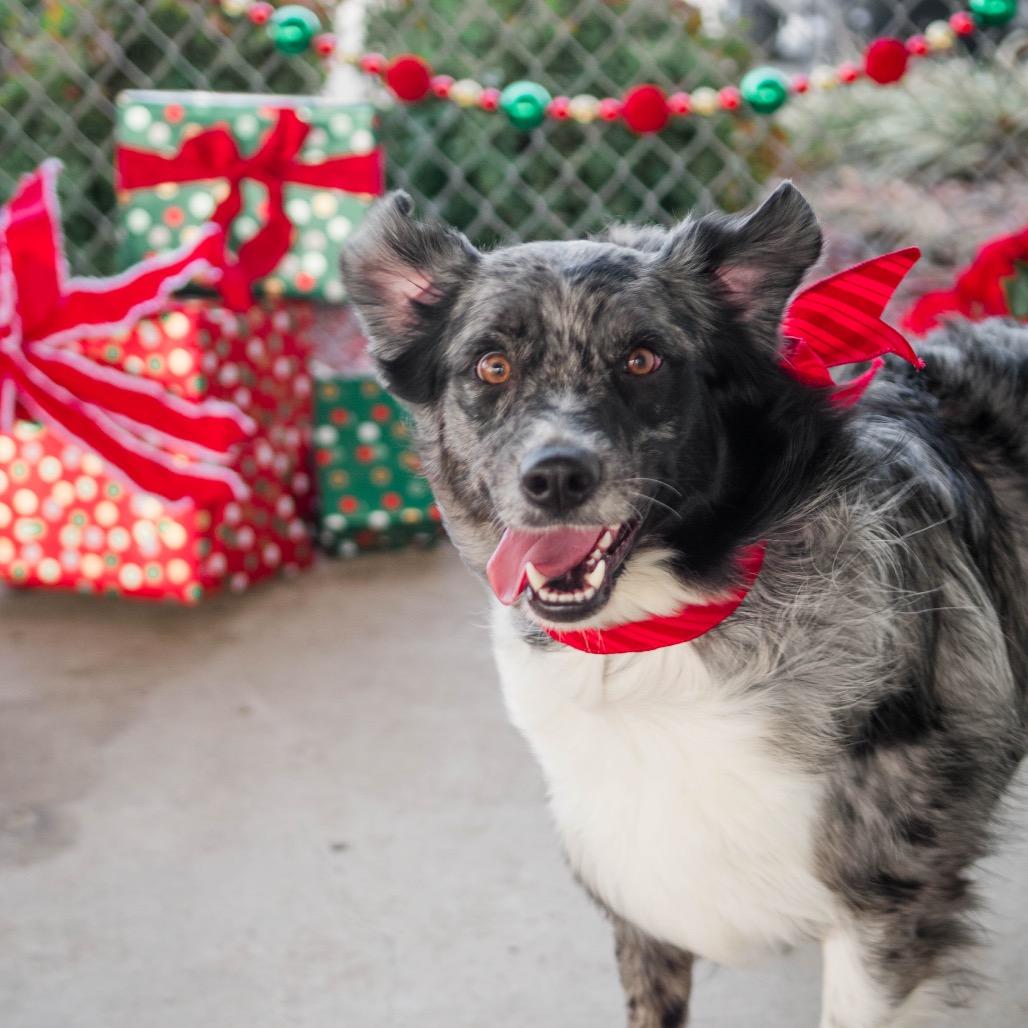 Sadie, Adoptable, Adult Female Australian Shepherd.