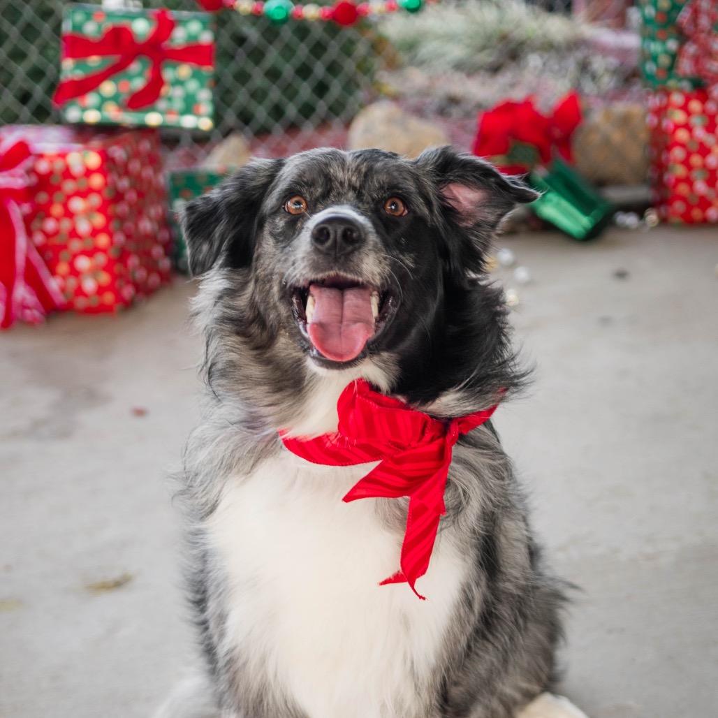 Enlarge Sadie, a Adoptable Australian Shepherd in Collinsville , OK image 2/5