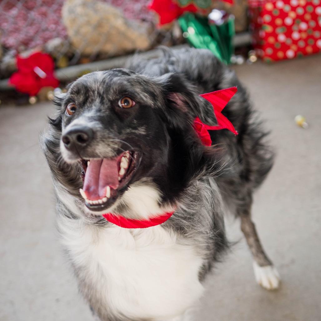 Enlarge Sadie, a Adoptable Australian Shepherd in Collinsville , OK image 4/5