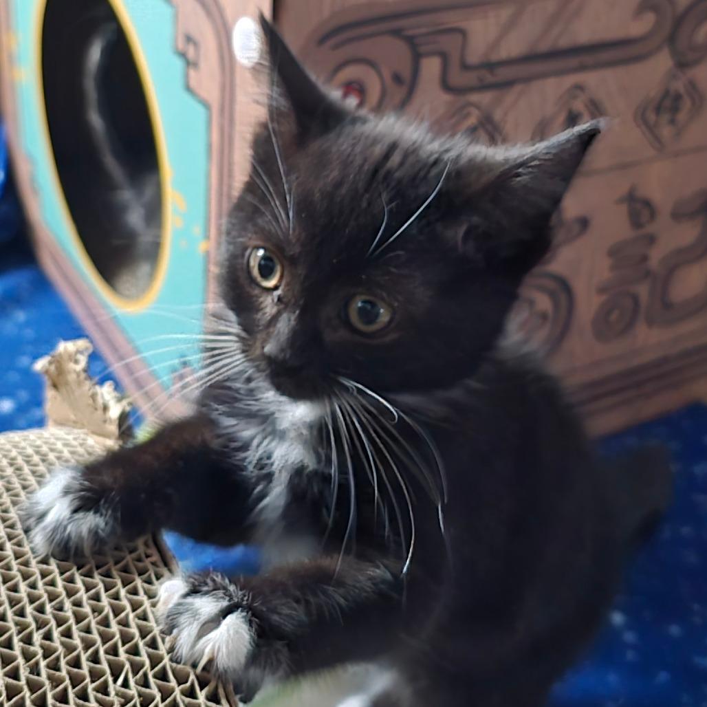 Keiko, Adoptable, Kitten Female Domestic Long Hair.