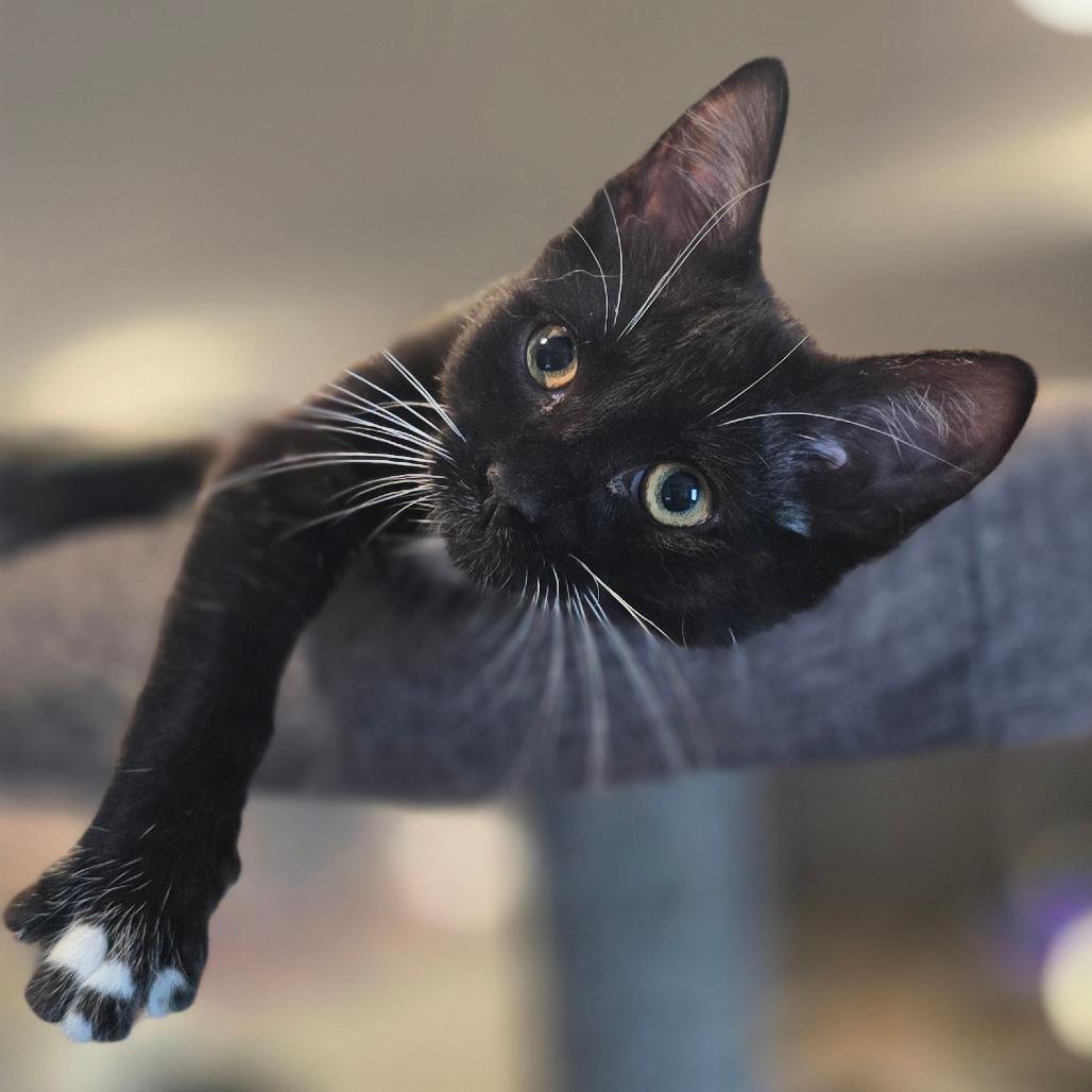 Keiko, a Adoptable Domestic Long Hair in Talent, OR image 2/5