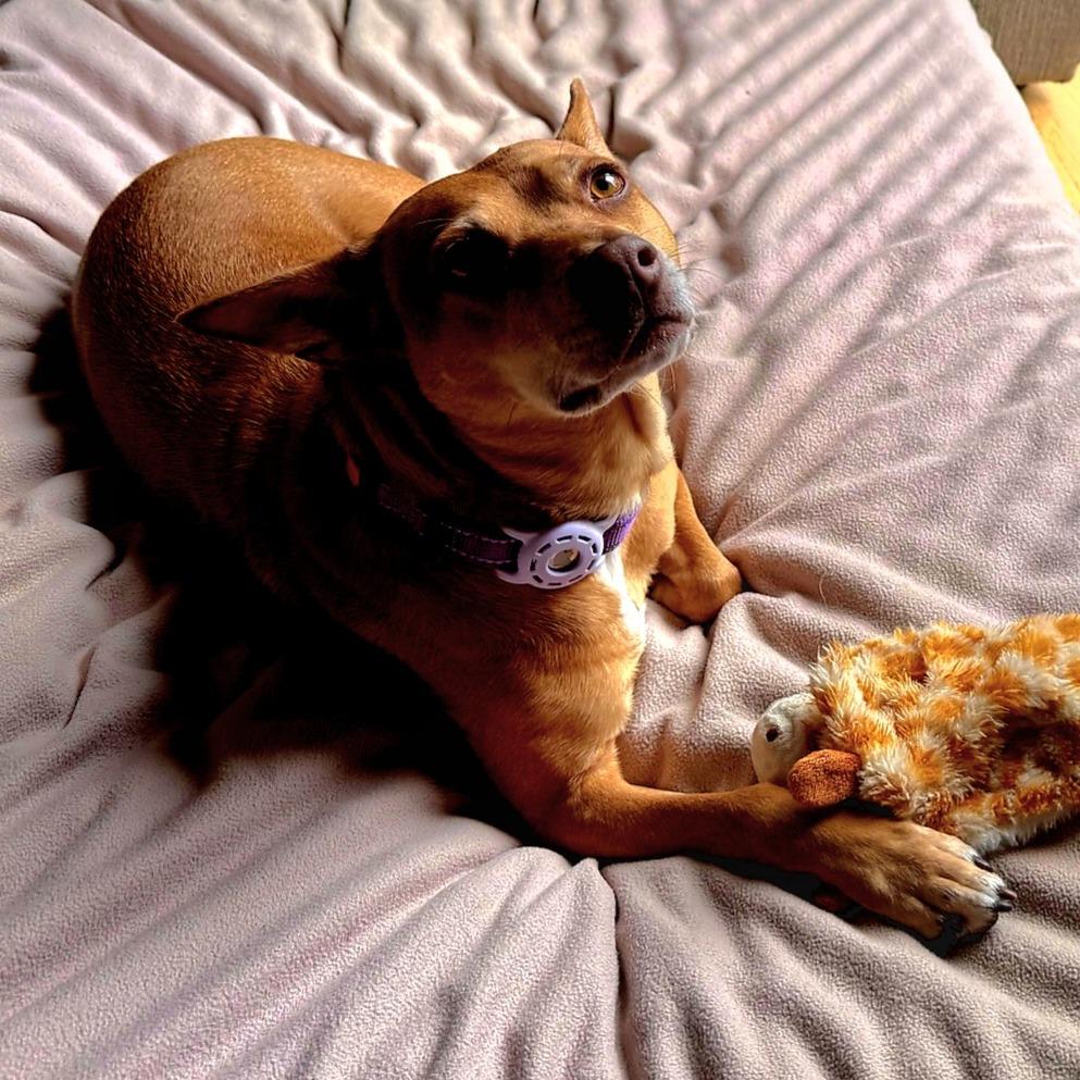 Dolores, Adoptable, Adult Female Mixed Breed.