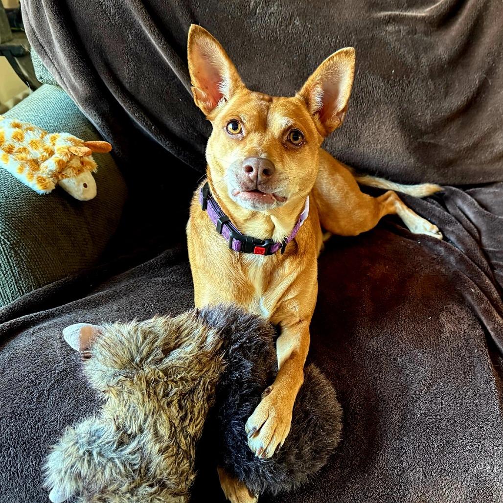 Enlarge Dolores, a Adoptable Mixed Breed in Wappingers Falls, NY image 2/6