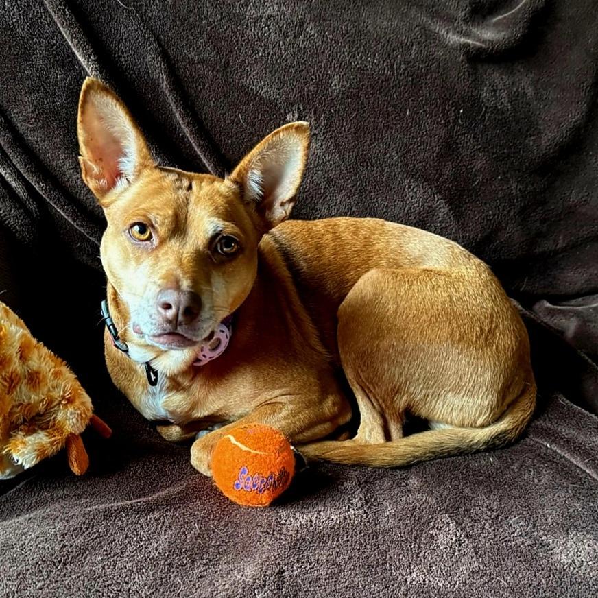 Enlarge Dolores, a Adoptable Mixed Breed in Wappingers Falls, NY image 3/6