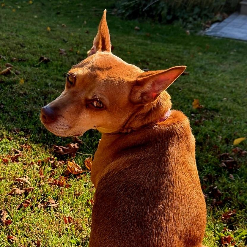 Enlarge Dolores, a Adoptable Mixed Breed in Wappingers Falls, NY image 4/6