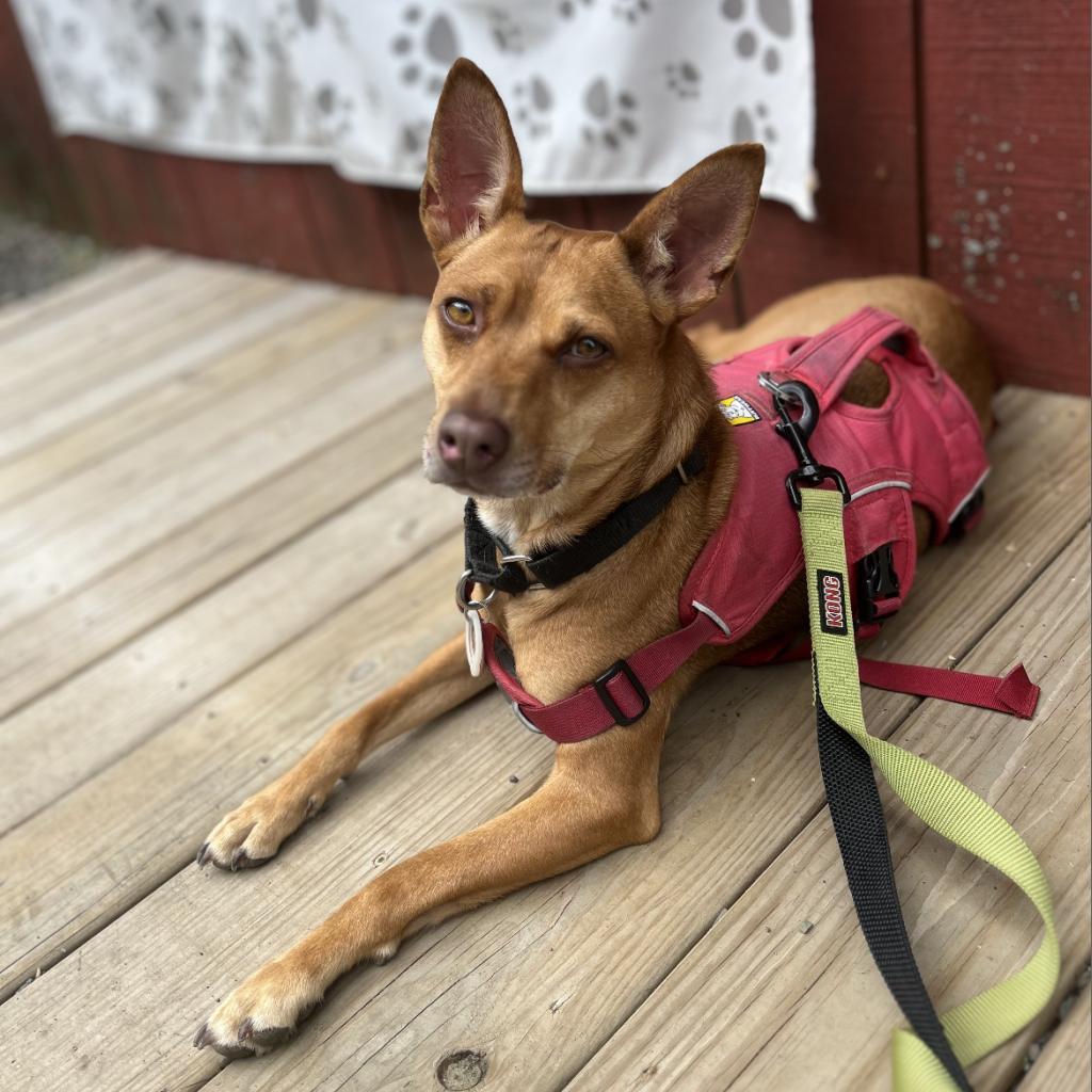 Enlarge Dolores, a Adoptable Mixed Breed in Wappingers Falls, NY image 5/6