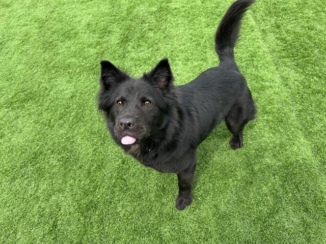 CHER, Adoptable, Adult Female Chow Chow & Mixed Breed.