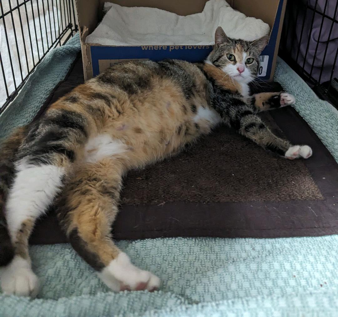 Lotus (Bonded to Sister Crystal)