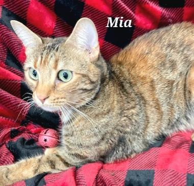 Mia, Adult Female unknown
