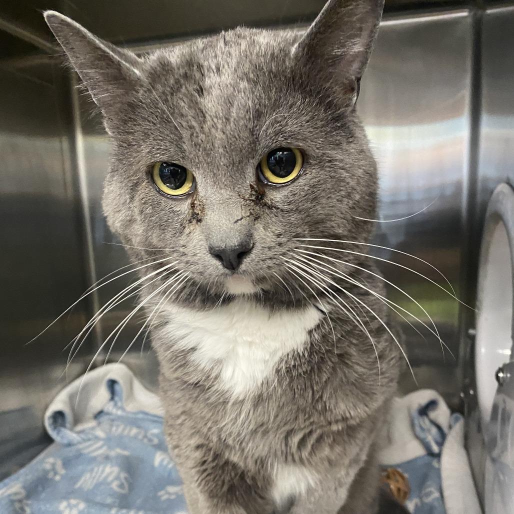 Uncle Wiggly, Adoptable, Adult Male Domestic Short Hair.