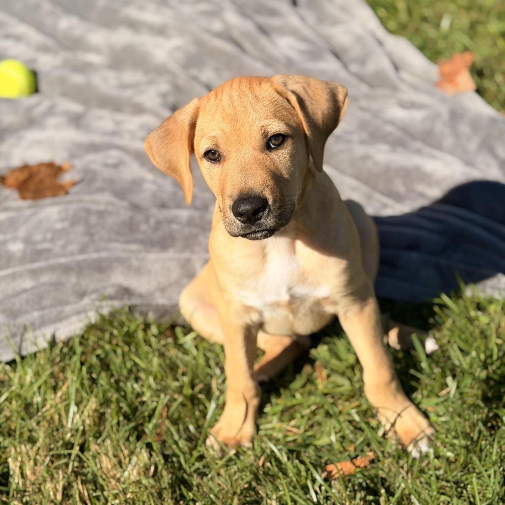 Enlarge Gus, a Adoptable mixed breed in Sparta, NJ image 1/5