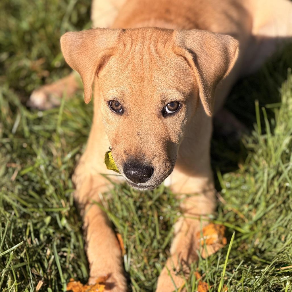 Enlarge Gus, a Adoptable mixed breed in Sparta, NJ image 2/5