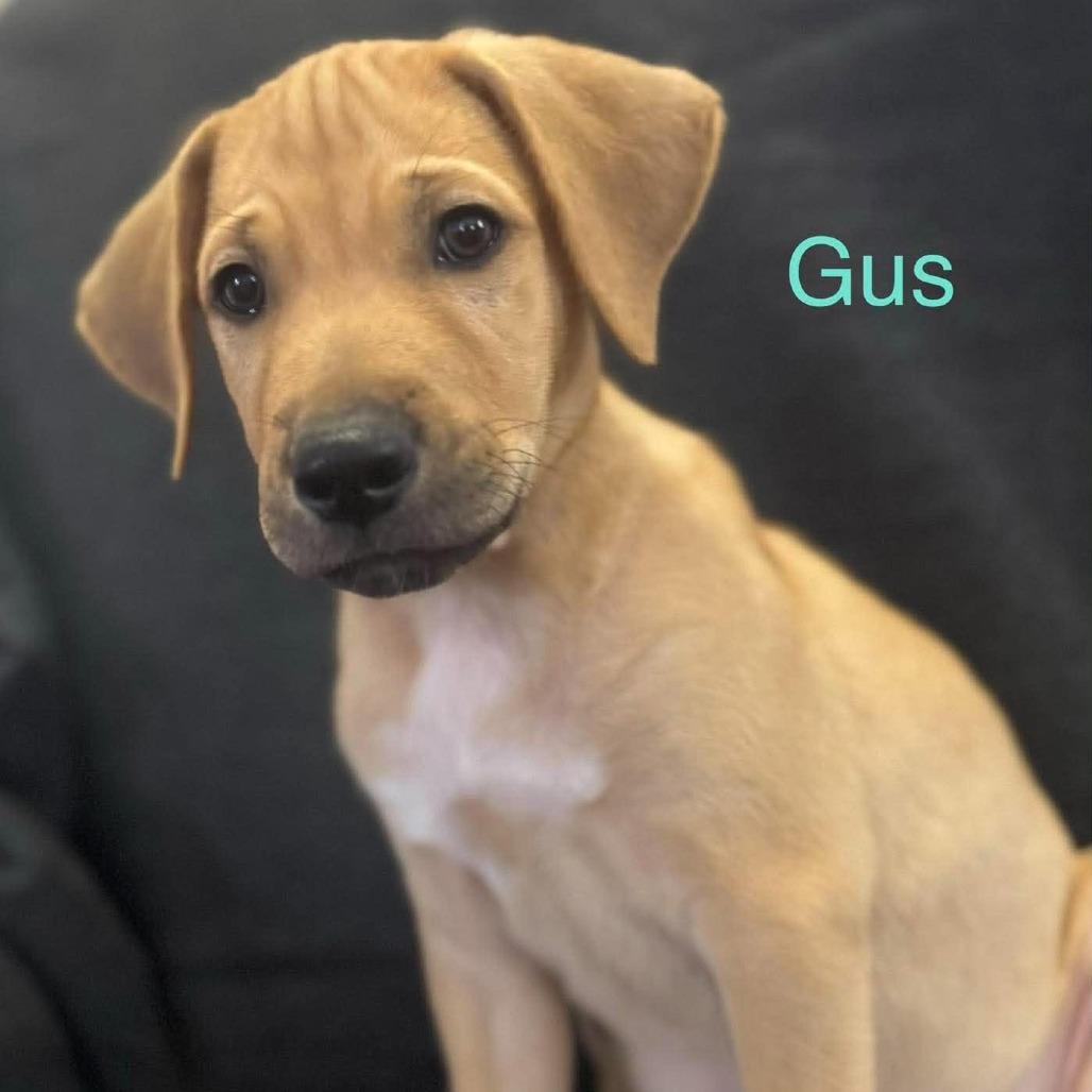 Enlarge Gus, a Adoptable mixed breed in Sparta, NJ image 3/5
