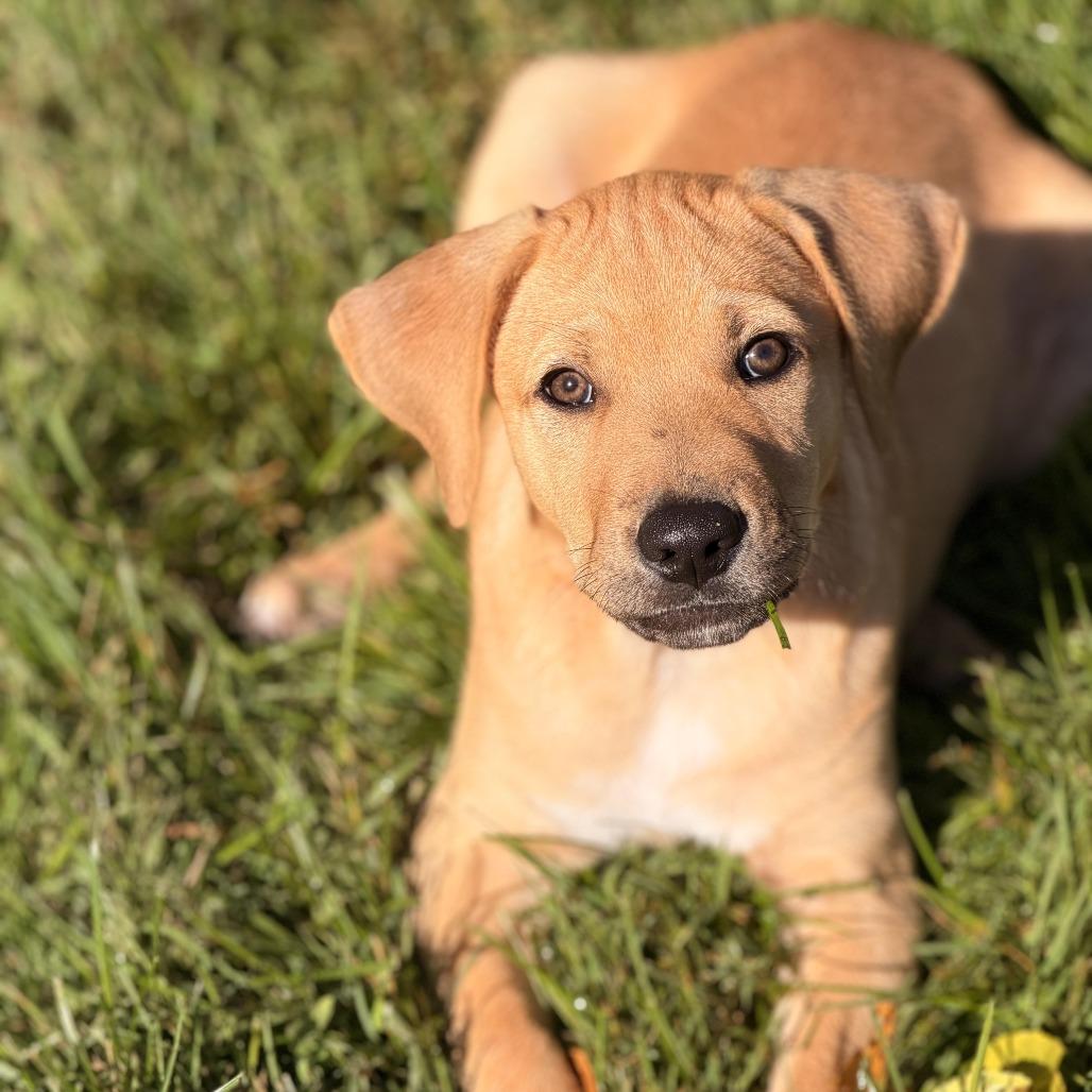 Enlarge Gus, a Adoptable mixed breed in Sparta, NJ image 4/5