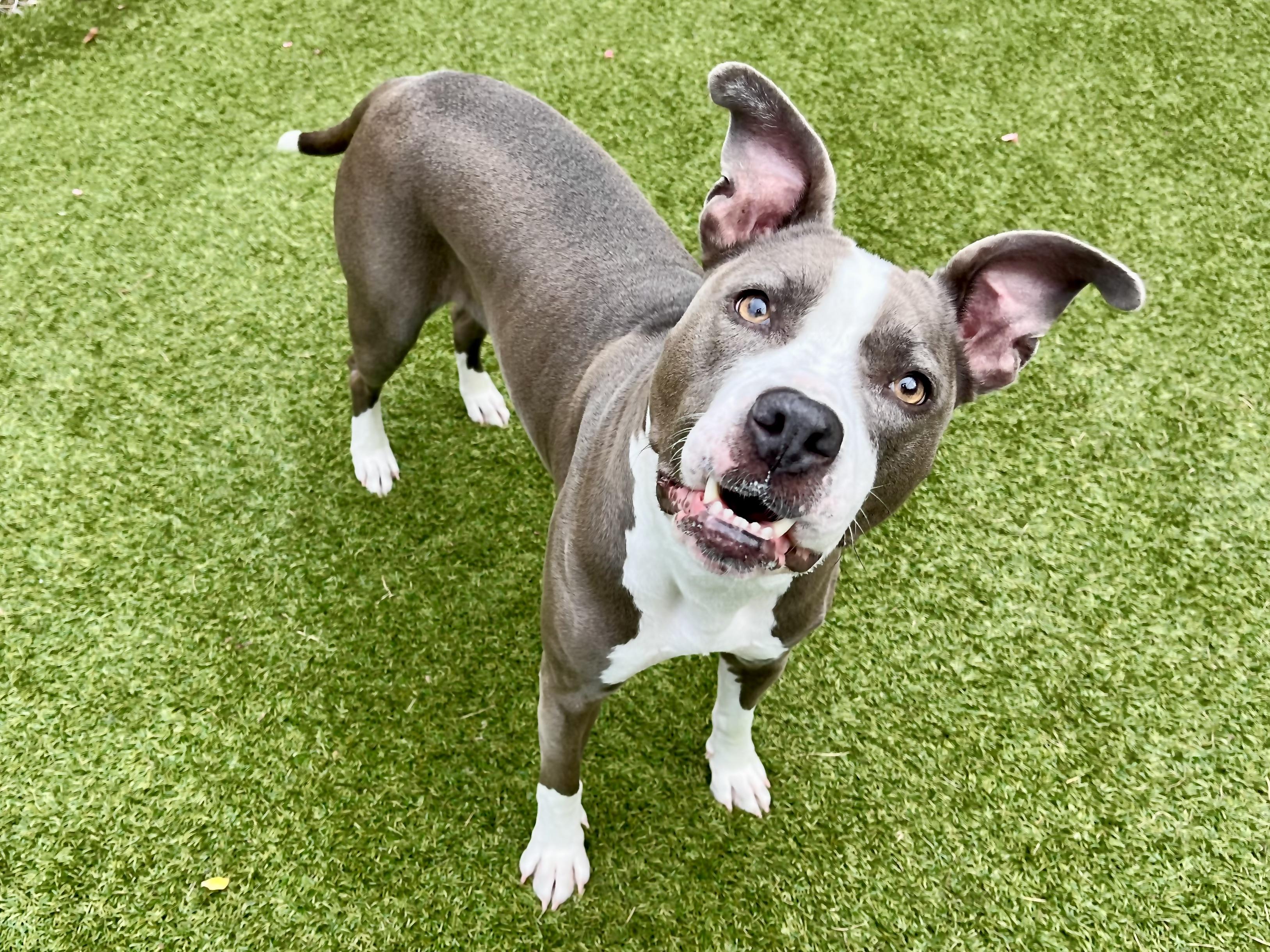 Enlarge Leah, a Adoptable mixed breed in Greenwich, CT image 1/3