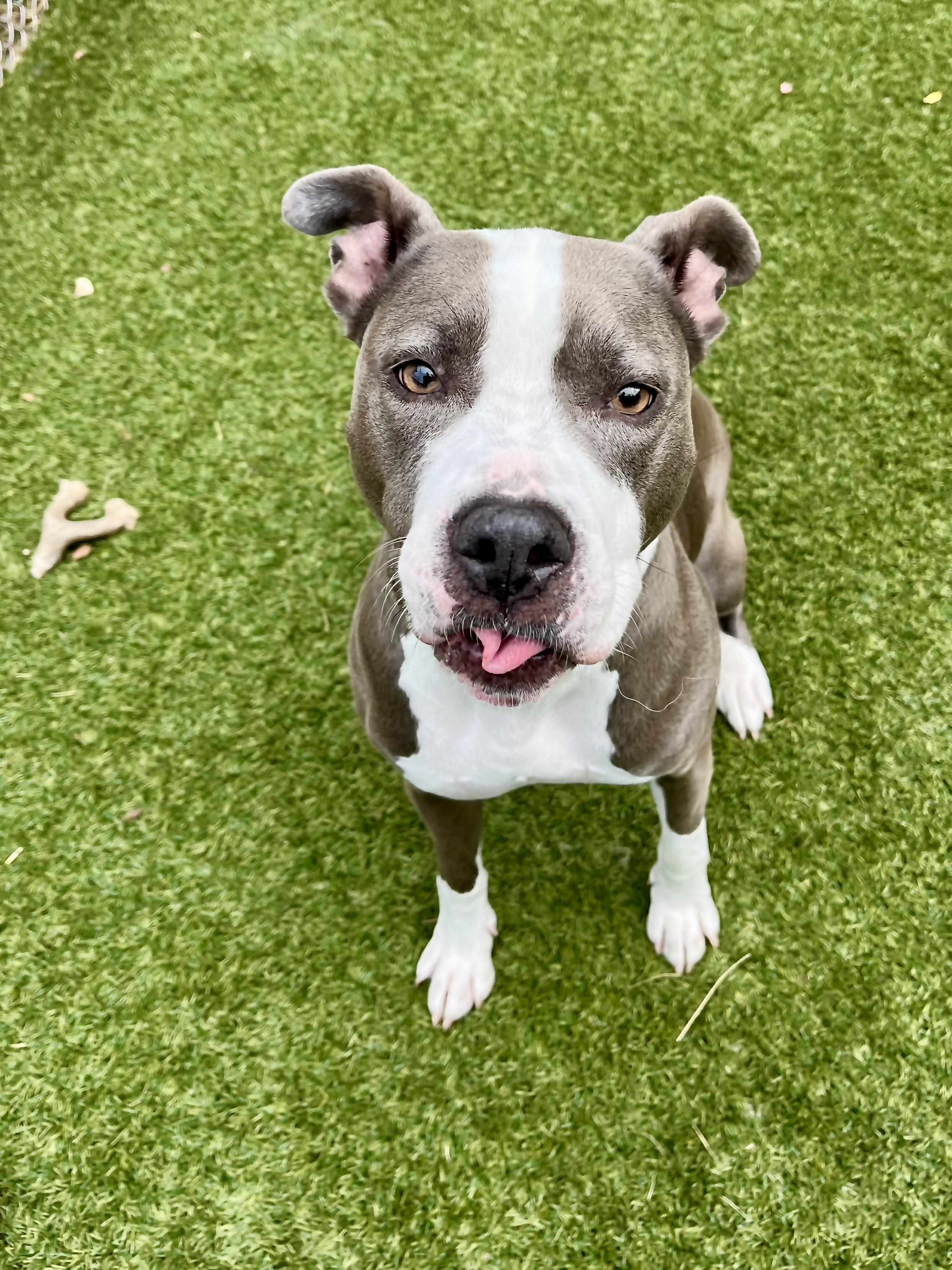 Leah, Adoptable, Young Female Pit Bull Terrier.