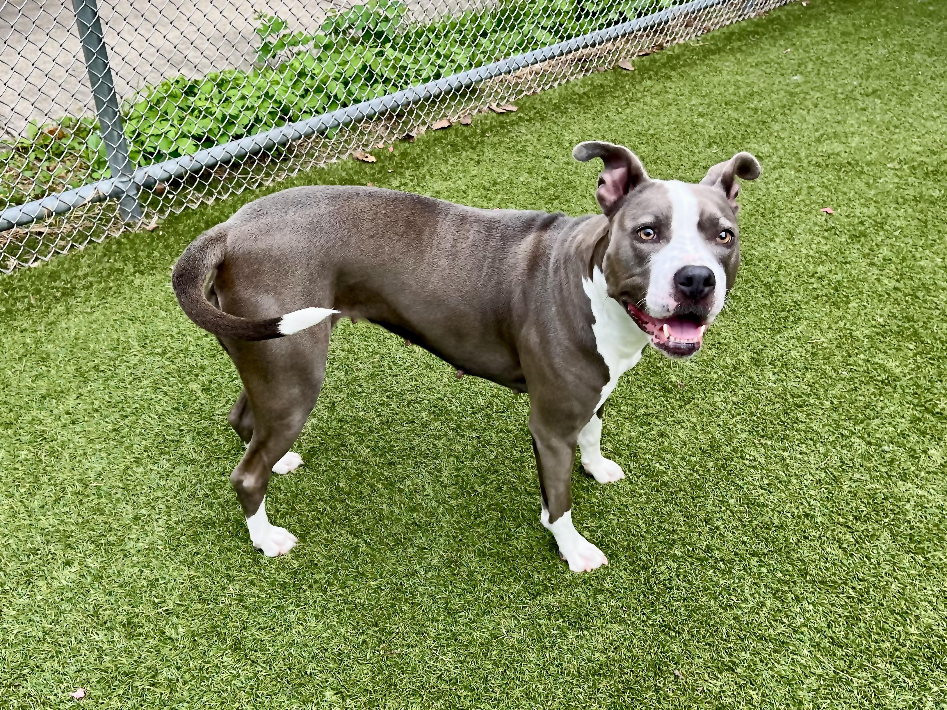 Enlarge Leah, a Adoptable mixed breed in Greenwich, CT image 3/3