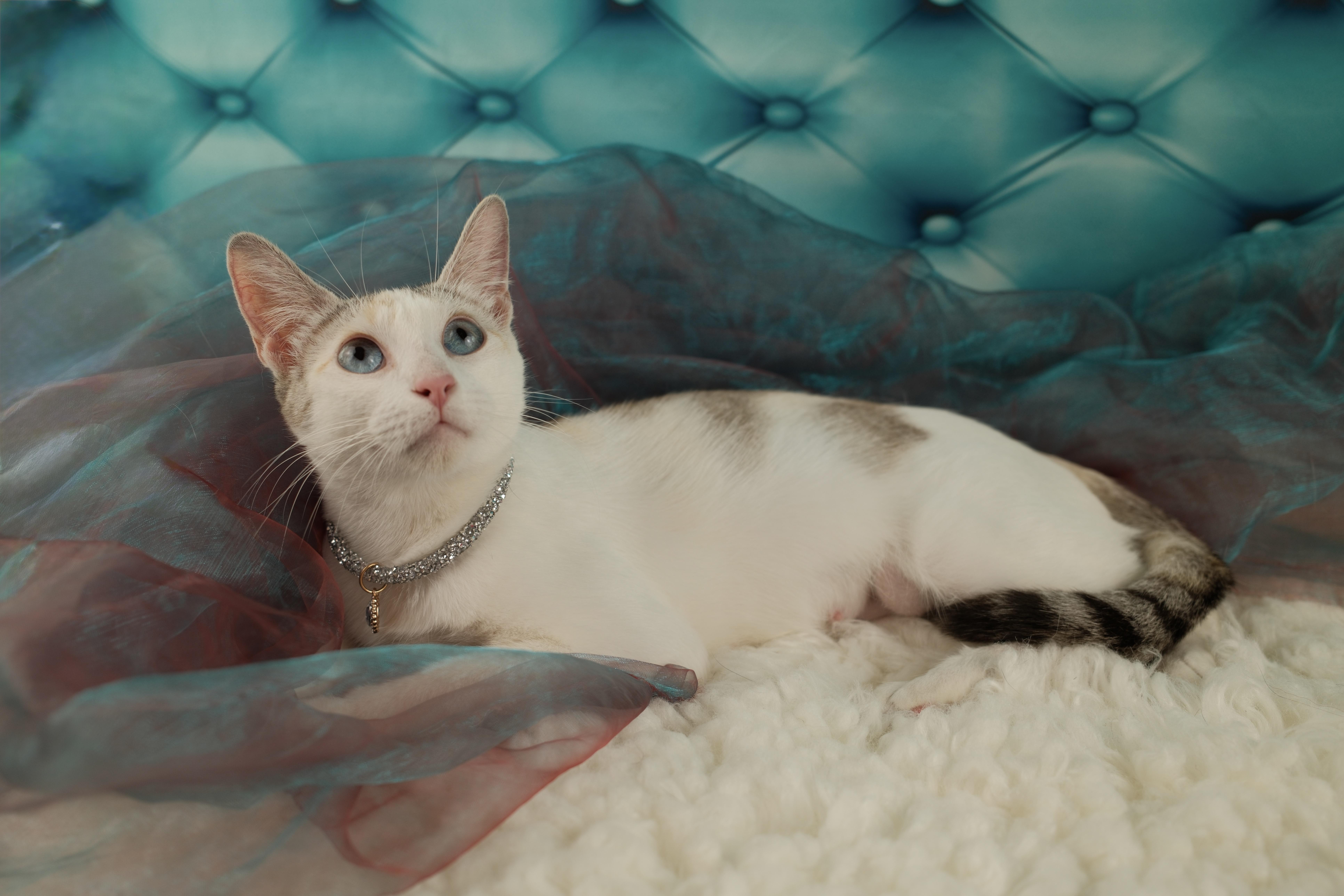 Cookie, a ADOPTABLE Siamese in Houston, TX image 3/6