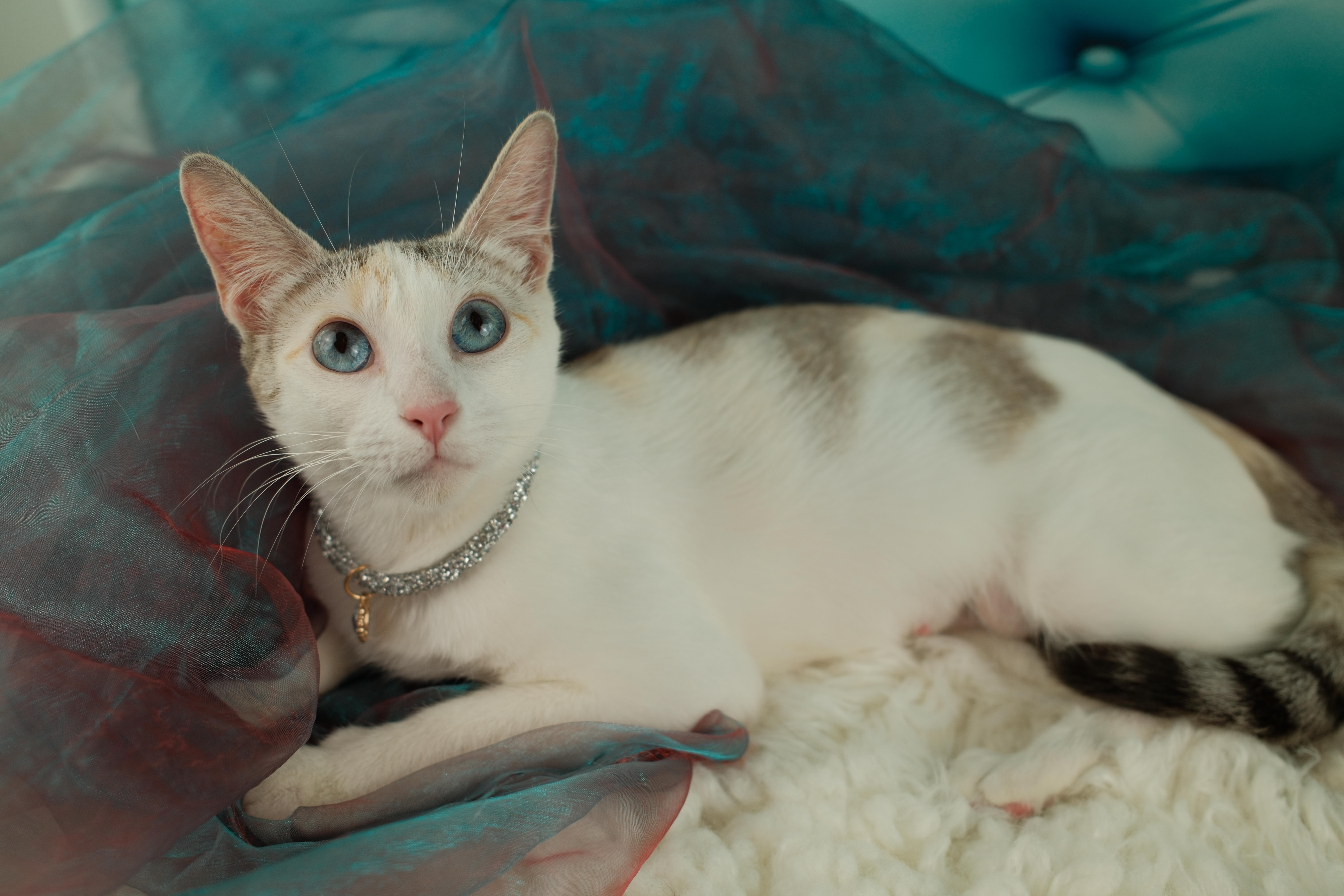 Cookie, a ADOPTABLE Siamese in Houston, TX image 1/6