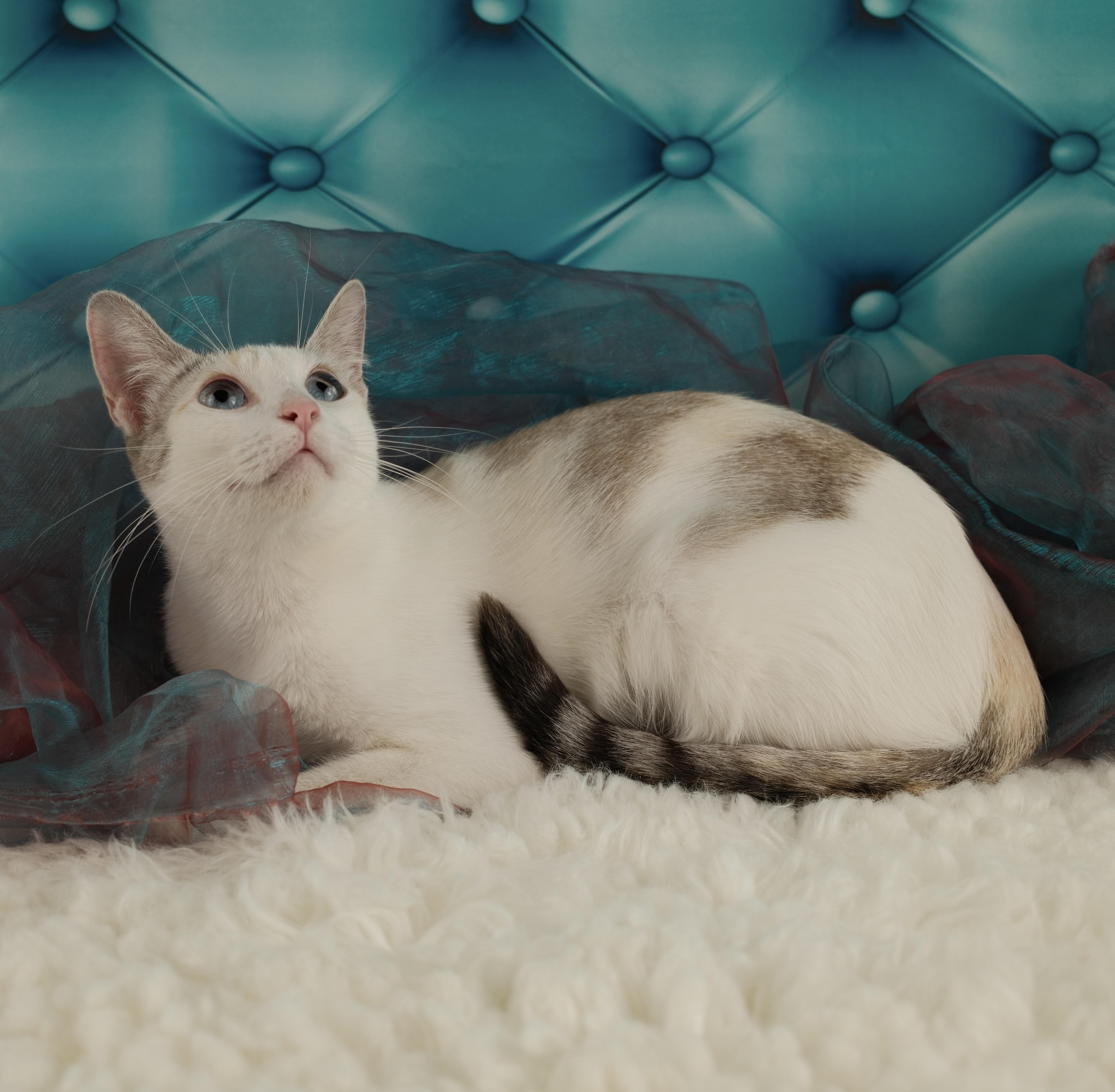 Cookie, a ADOPTABLE Siamese in Houston, TX image 5/6
