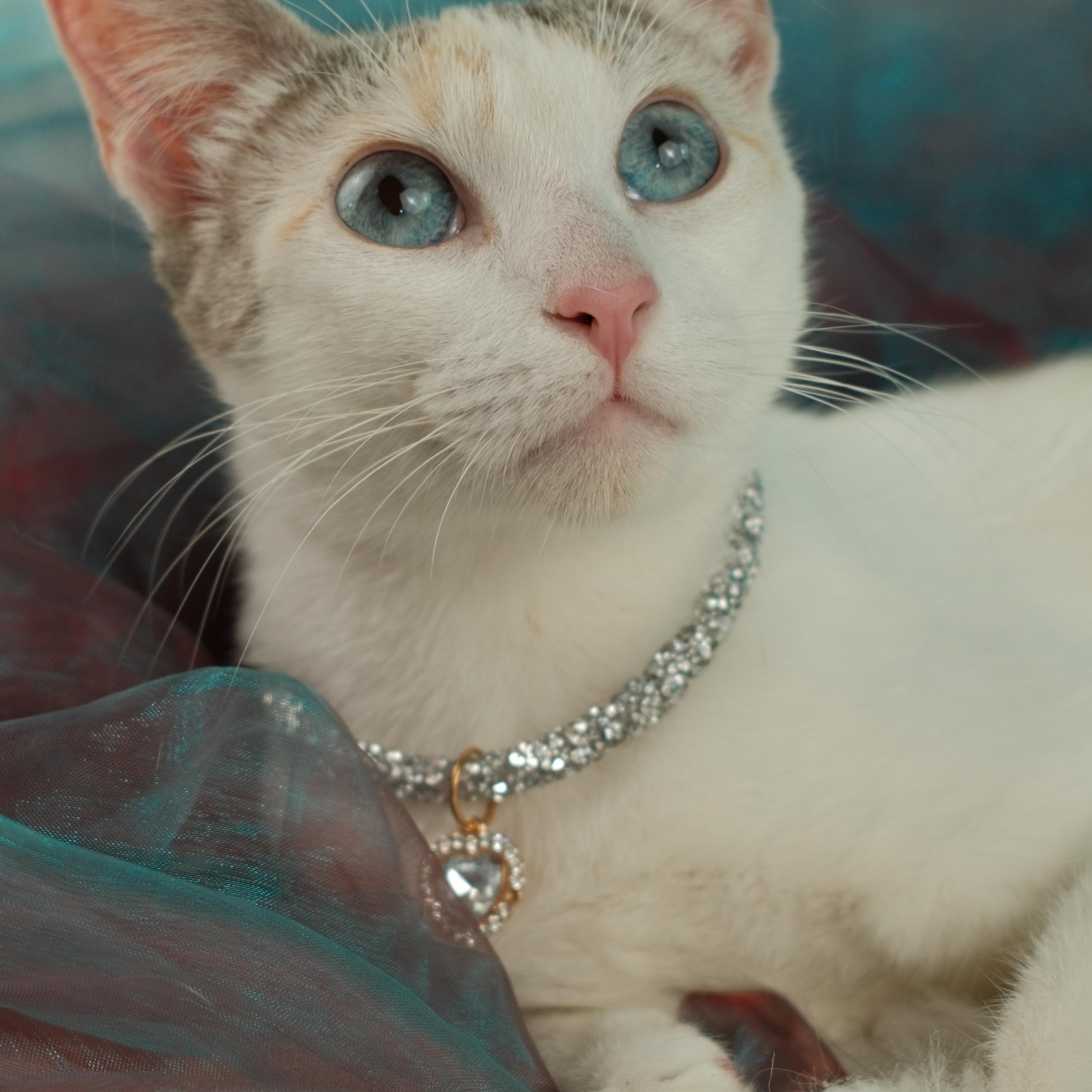 Cookie, a ADOPTABLE Siamese in Houston, TX image 6/6