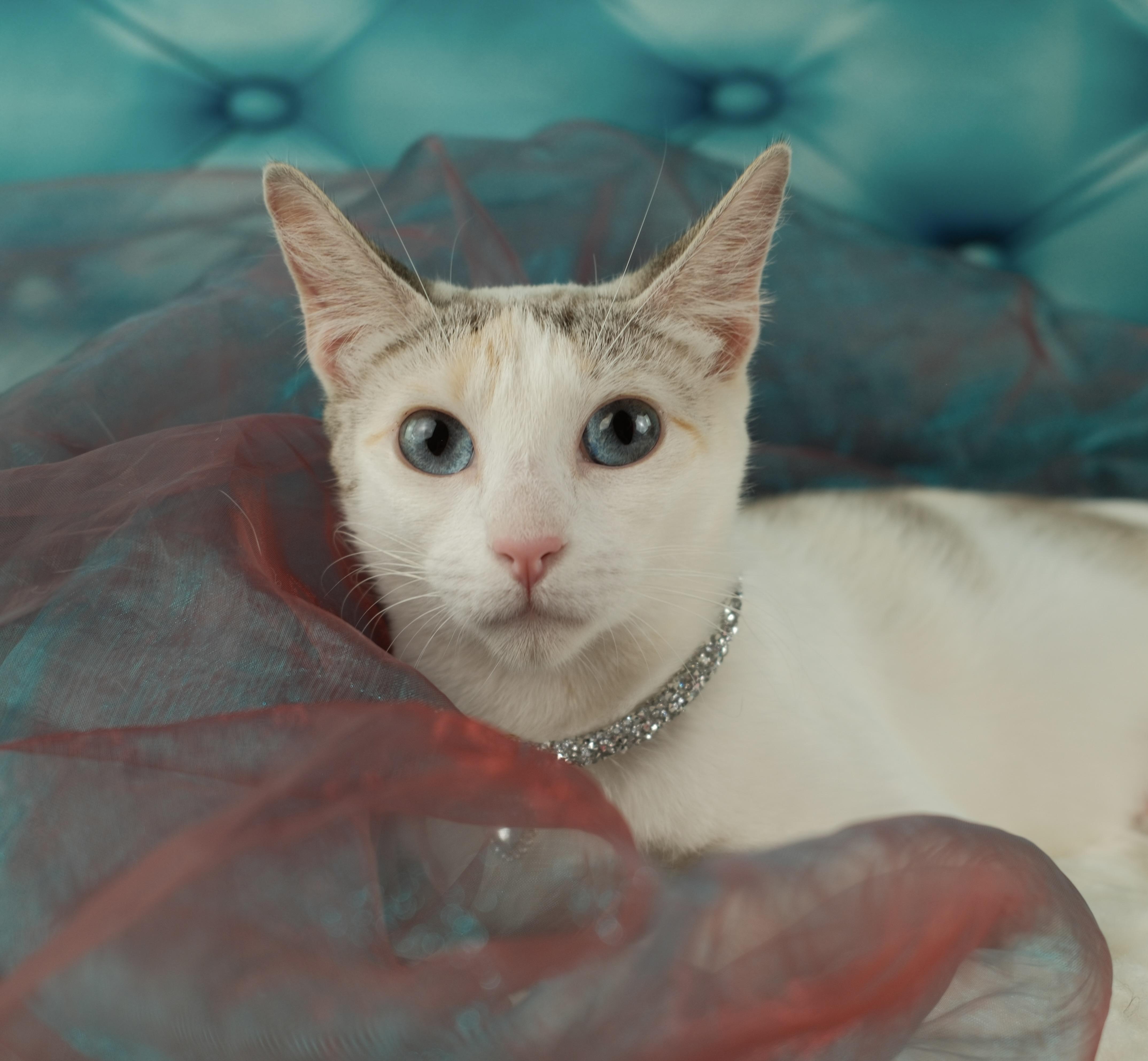 Cookie, a ADOPTABLE Siamese in Houston, TX image 4/6