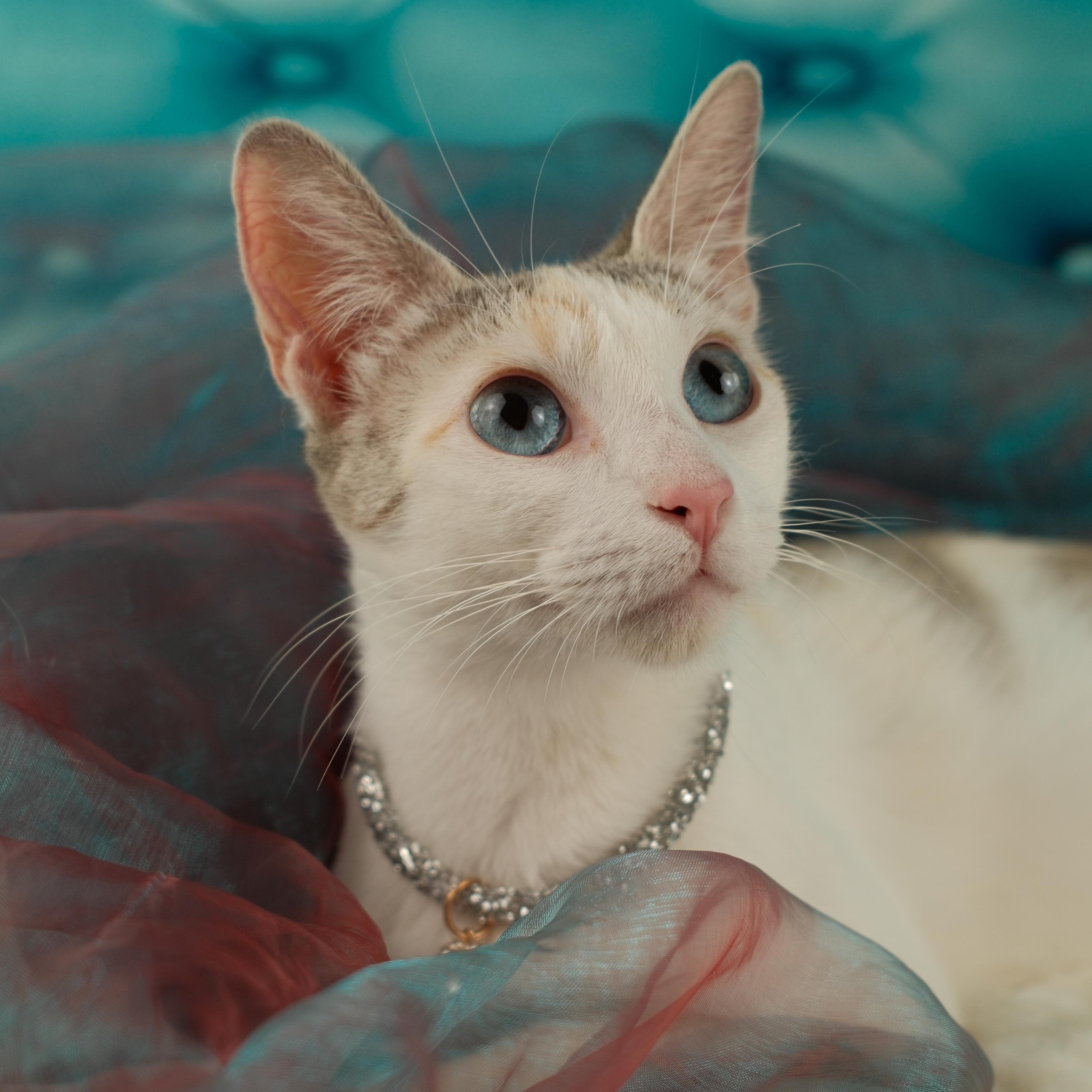 Cookie, a ADOPTABLE Siamese in Houston, TX image 2/6