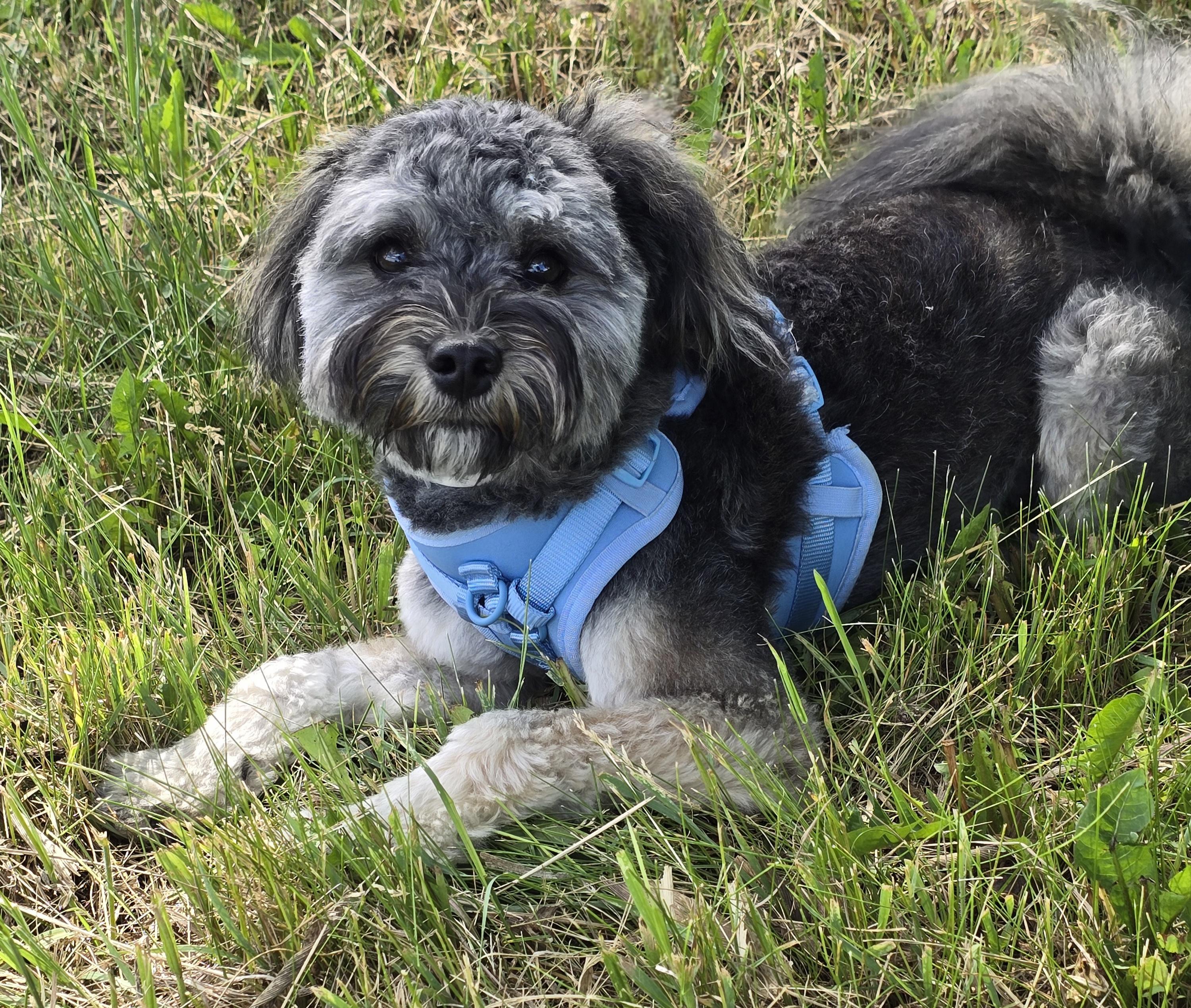 Rocko-adoption pending, a ADOPTABLE mixed breed in Jamestown, ND image 3/6