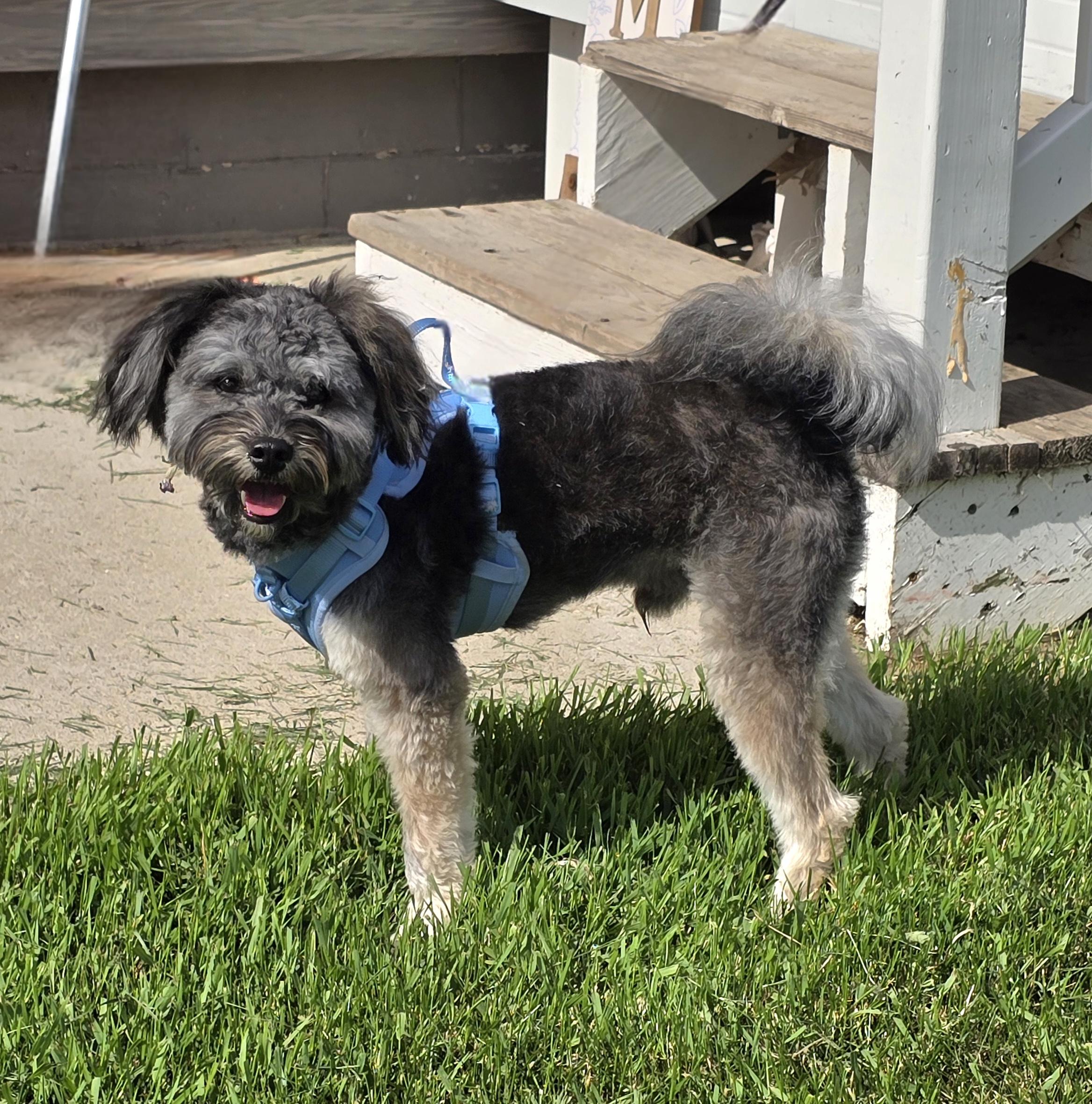 Rocko-adoption pending, a ADOPTABLE mixed breed in Jamestown, ND image 5/6