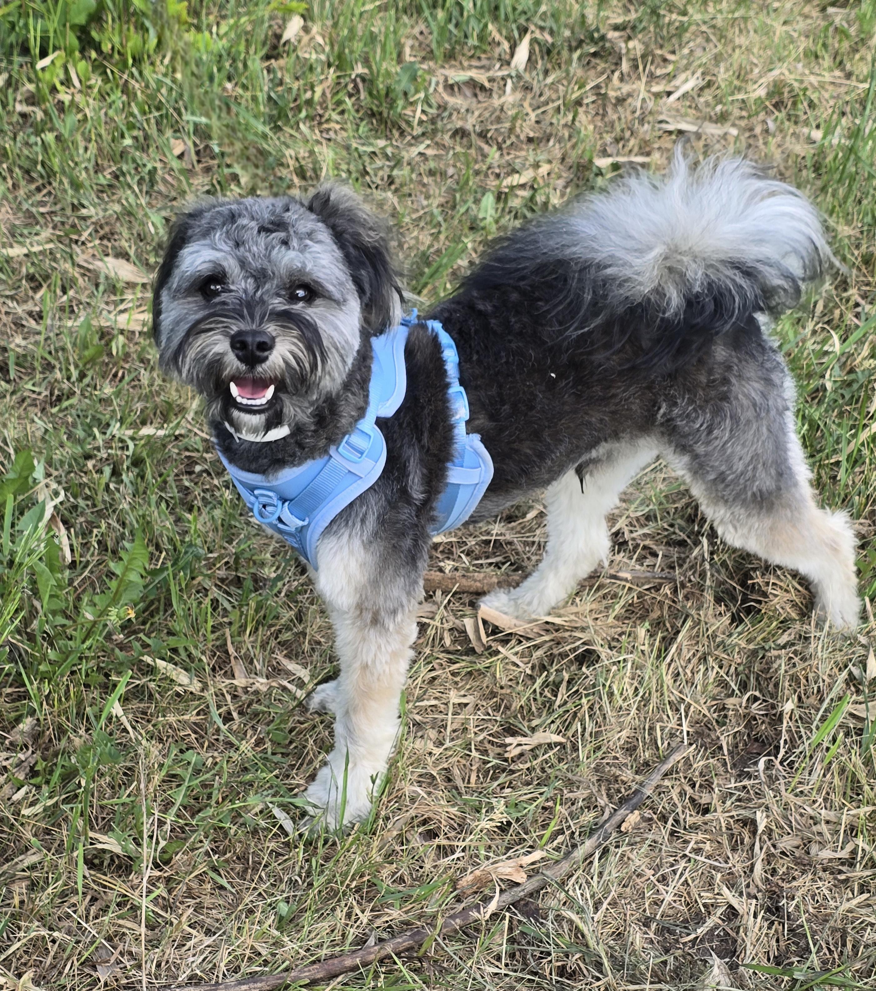 Rocko-adoption pending, a ADOPTABLE mixed breed in Jamestown, ND image 2/6