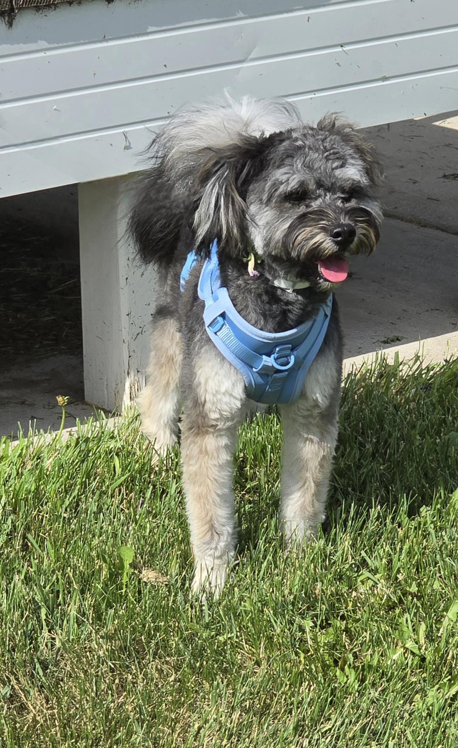 Rocko-adoption pending, a ADOPTABLE mixed breed in Jamestown, ND image 4/6