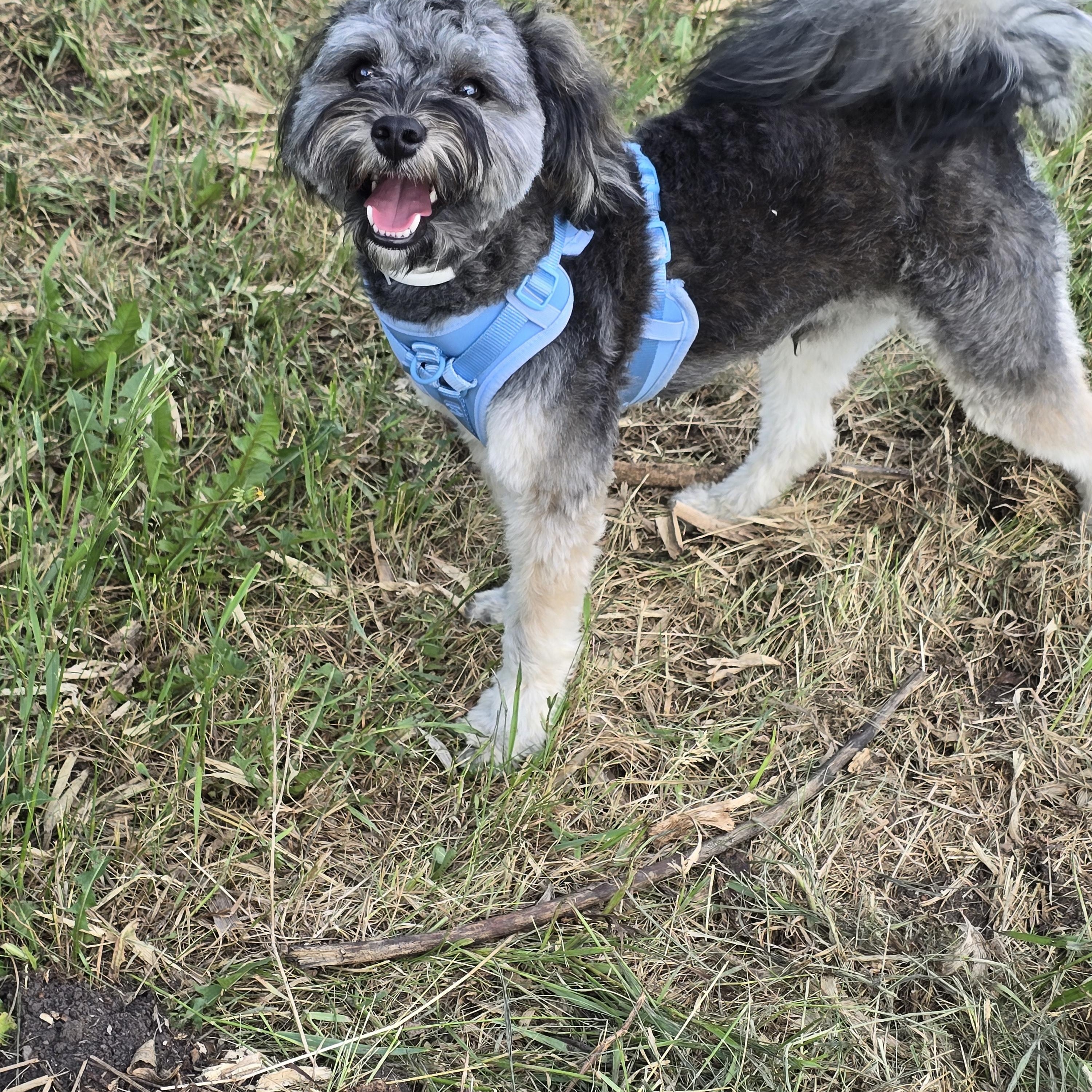 Rocko-adoption pending, a ADOPTABLE mixed breed in Jamestown, ND image 6/6
