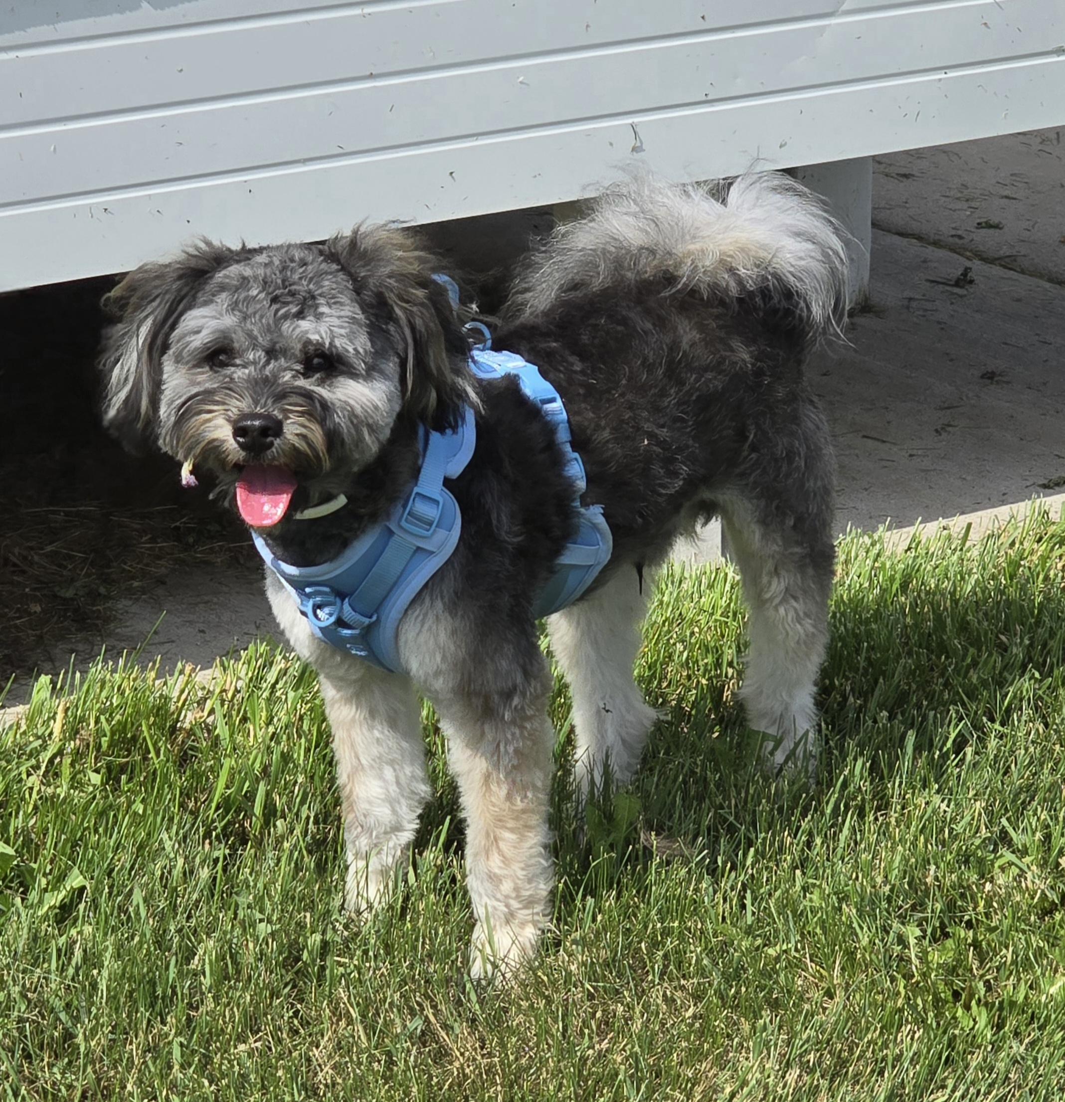 Rocko-adoption pending, ADOPTABLE, Young Male Pomapoo.