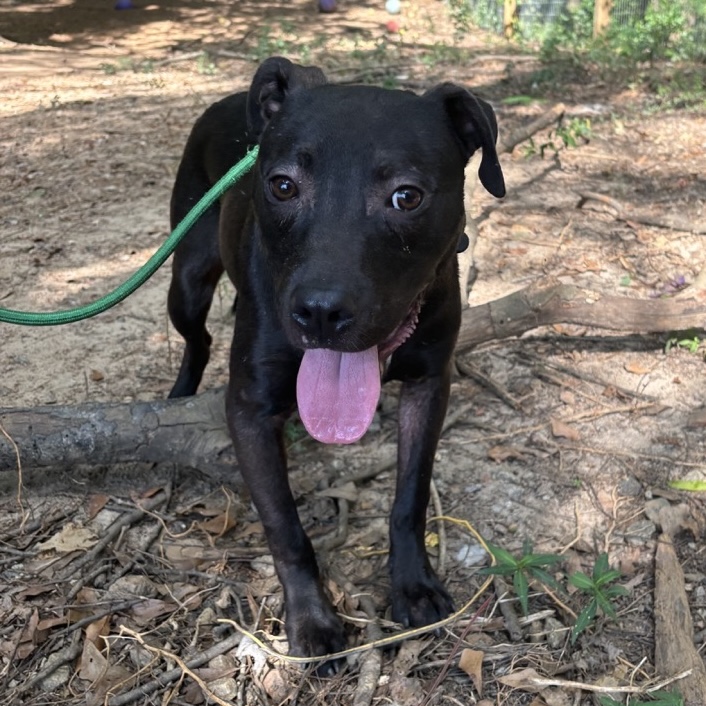 Dog for adoption Drake, a Pit Bull Terrier Mix in Jamaica Plain, MA