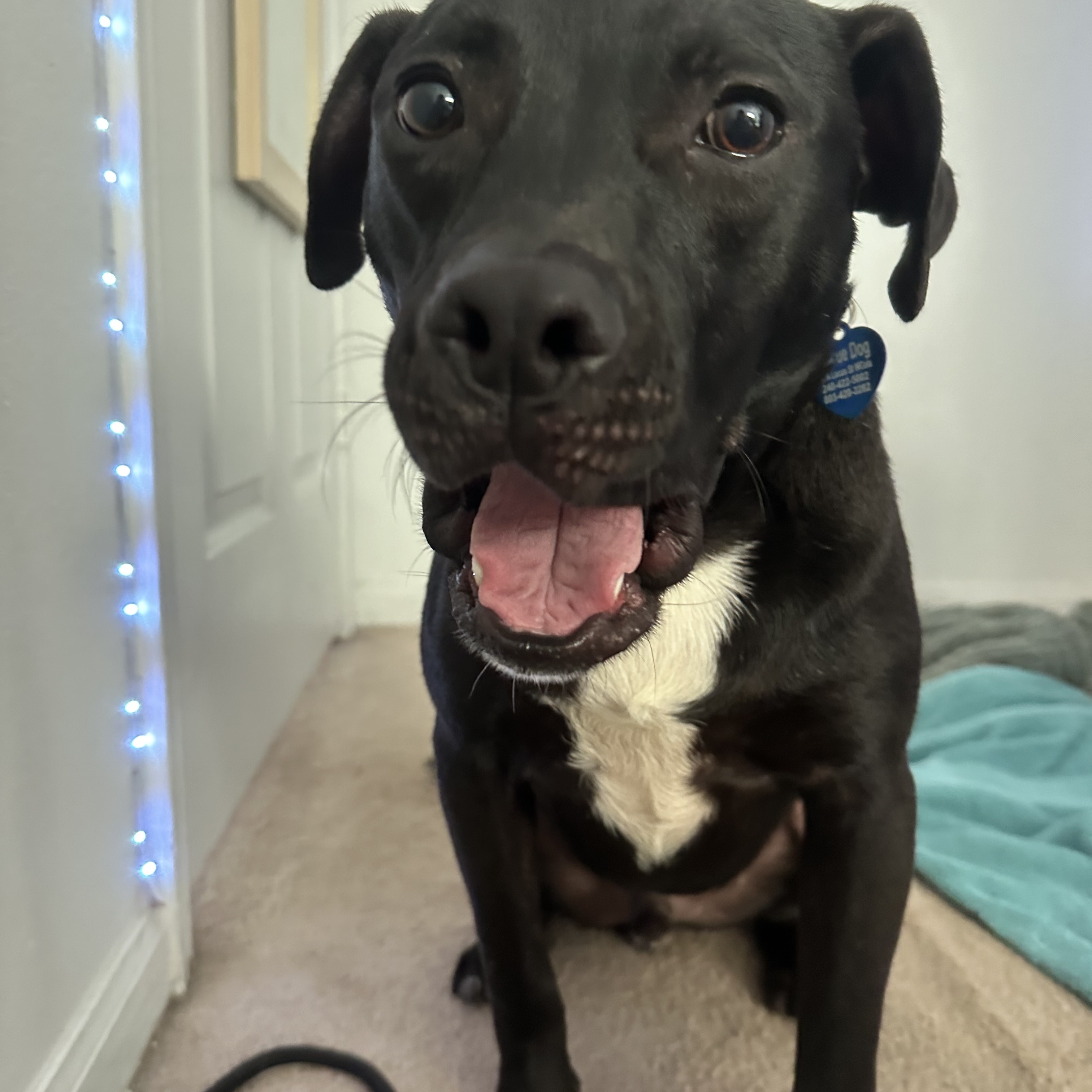 Dog for adoption Drake, a Pit Bull Terrier Mix in Jamaica Plain, MA