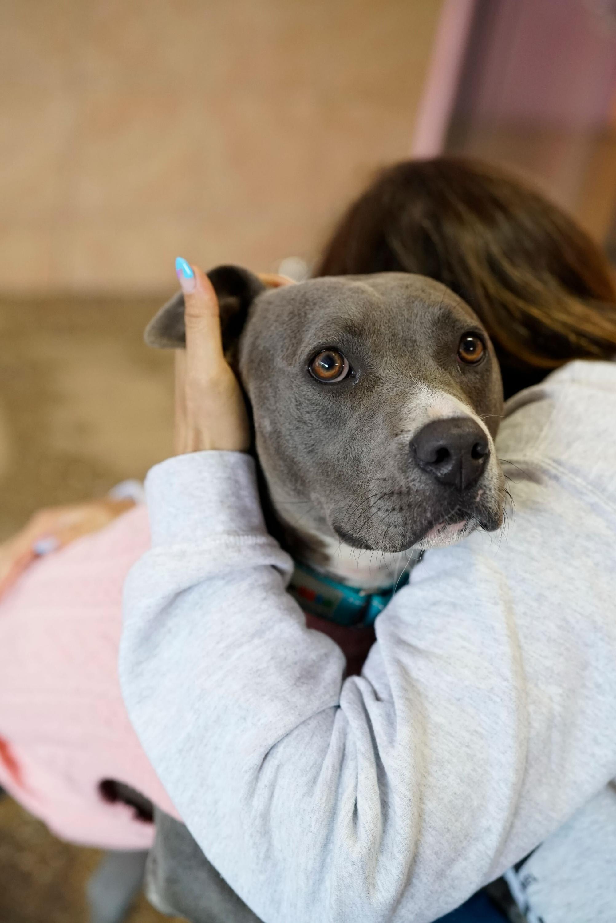 Enlarge Tova, a Adoptable mixed breed in Pasadena, CA image 3/6